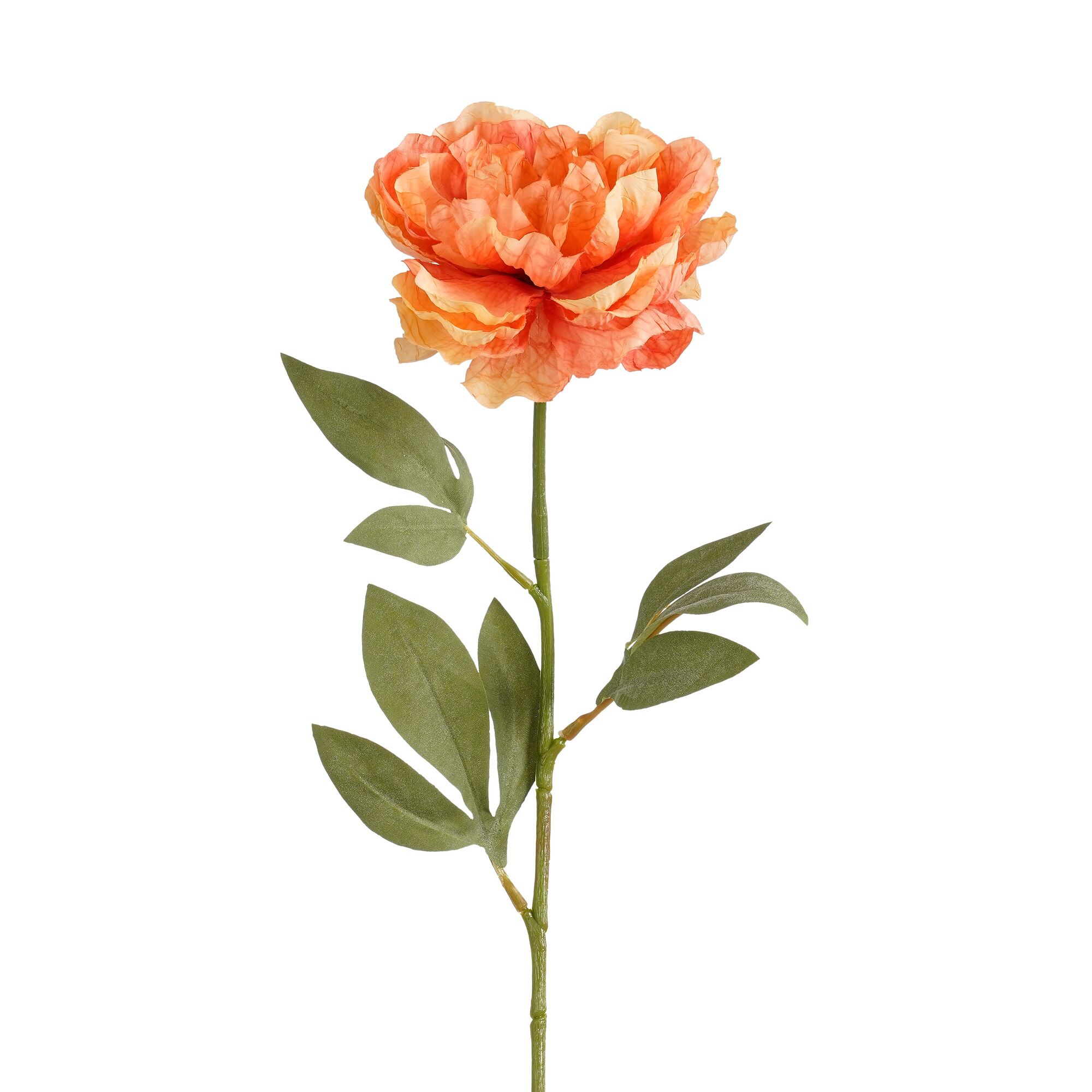 Pioen oranje