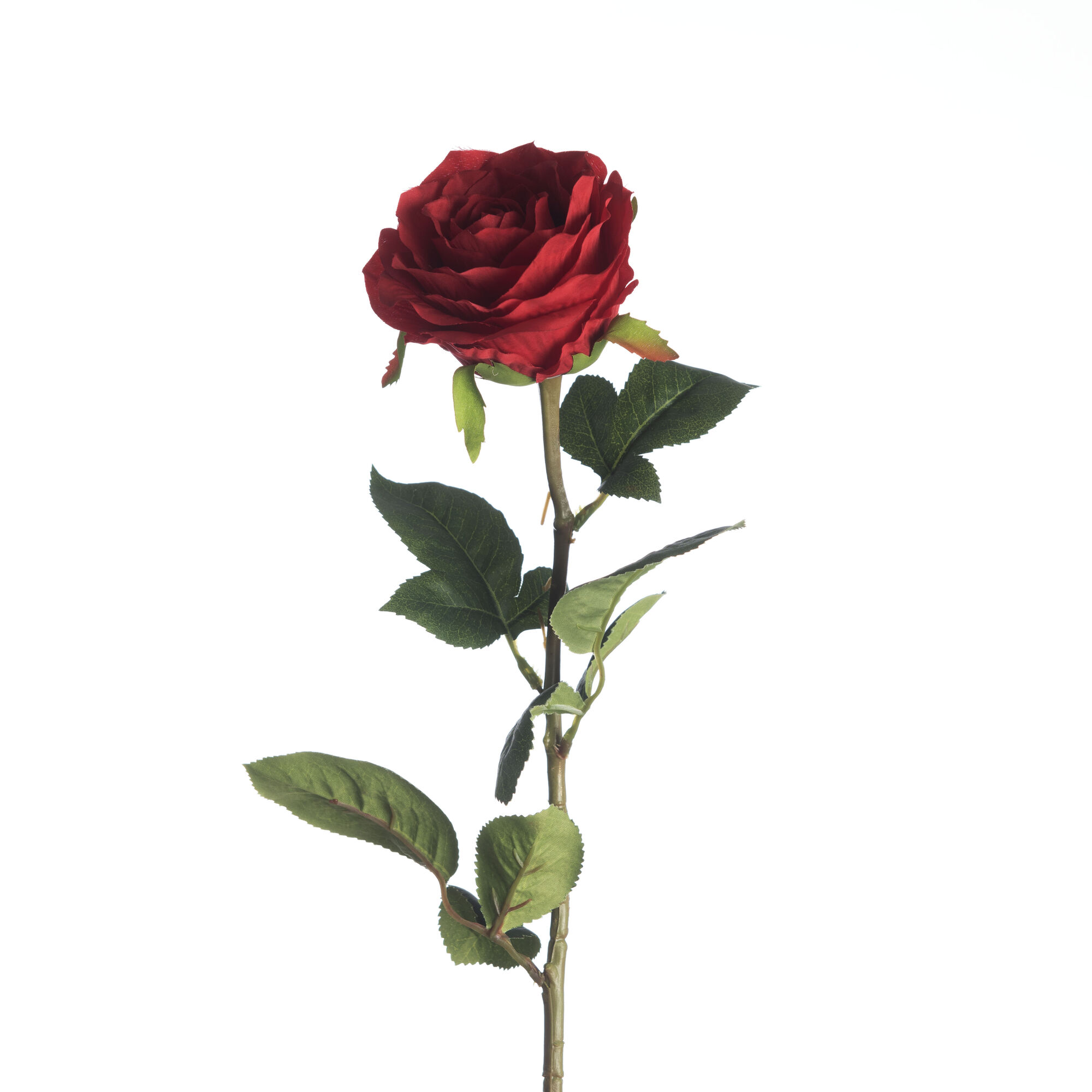 Rosa - Red
