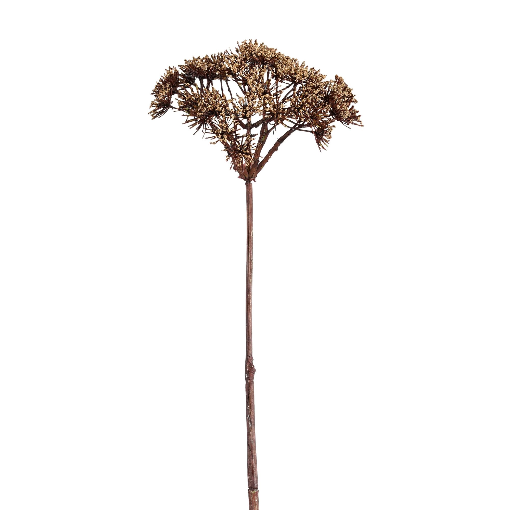 Daucus carota l.bruin