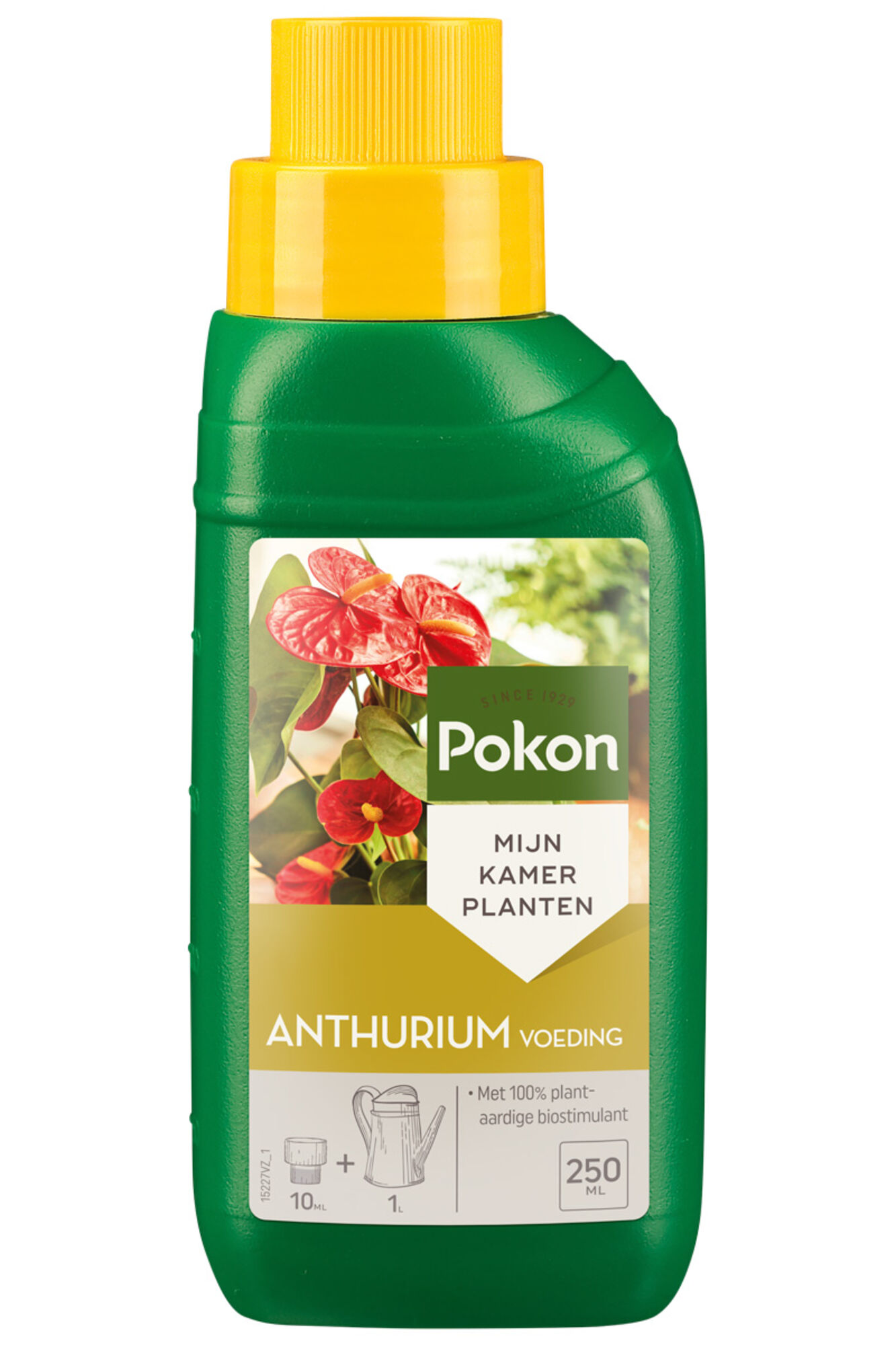 Pokon Anthurium