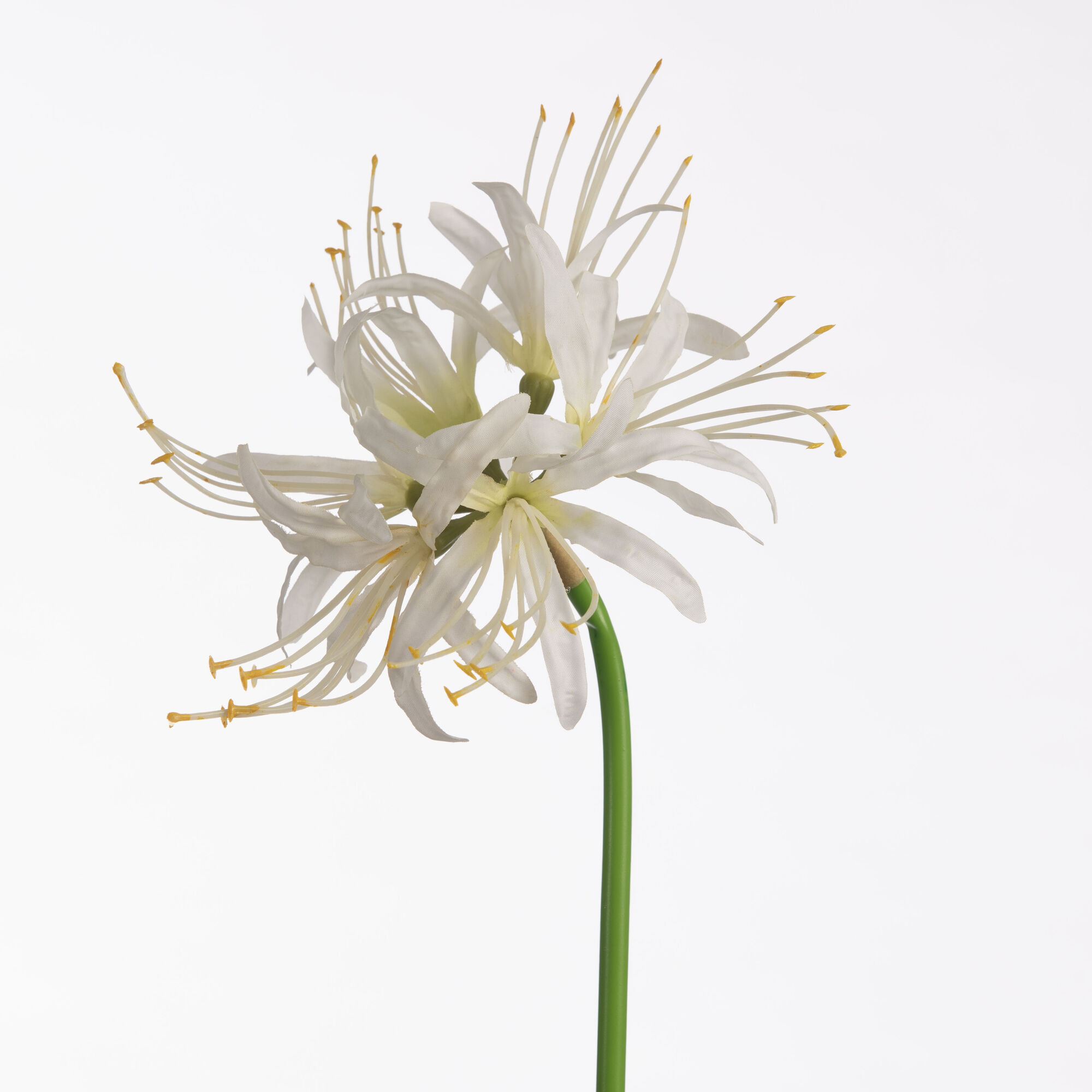 Nerine - White