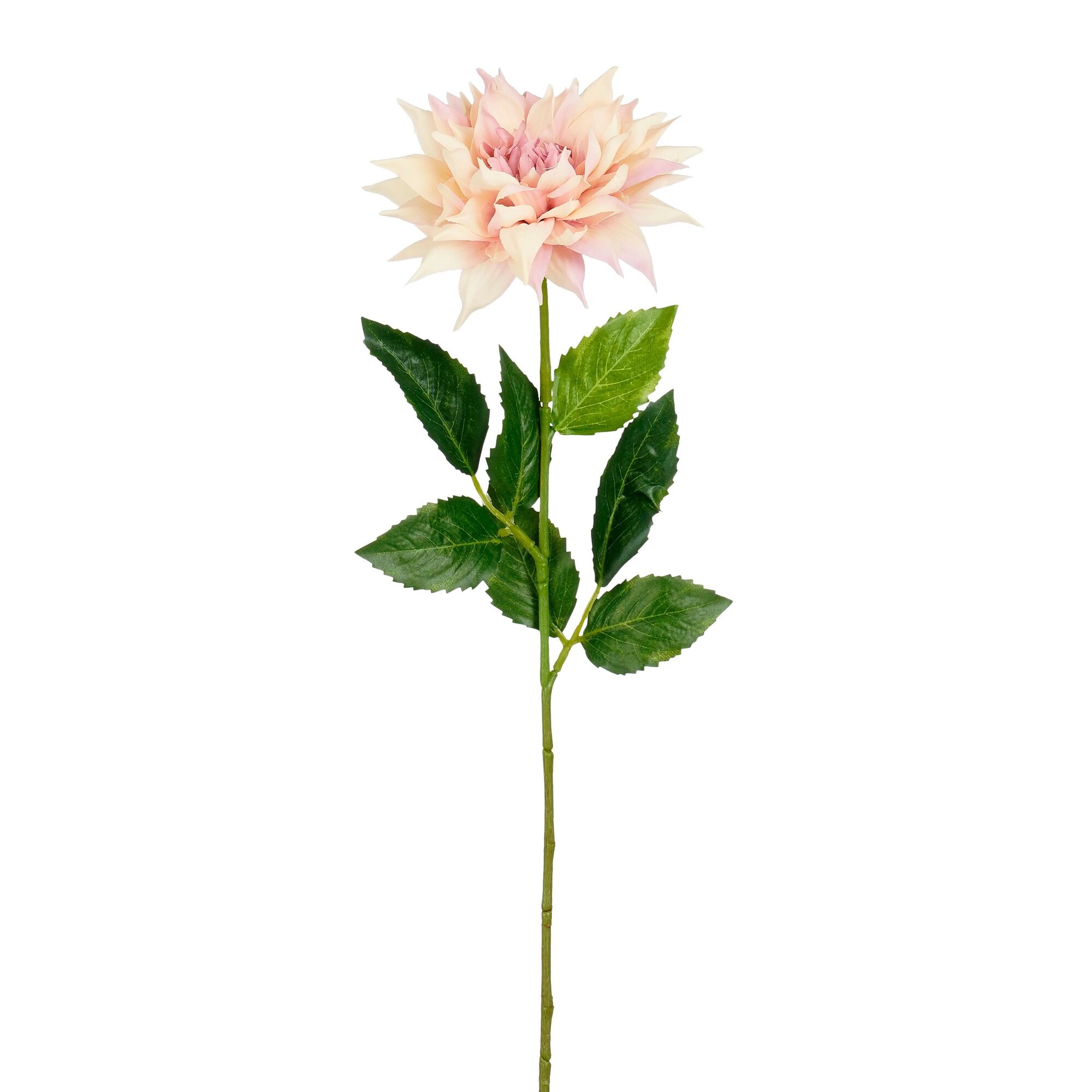Dahlia mauve