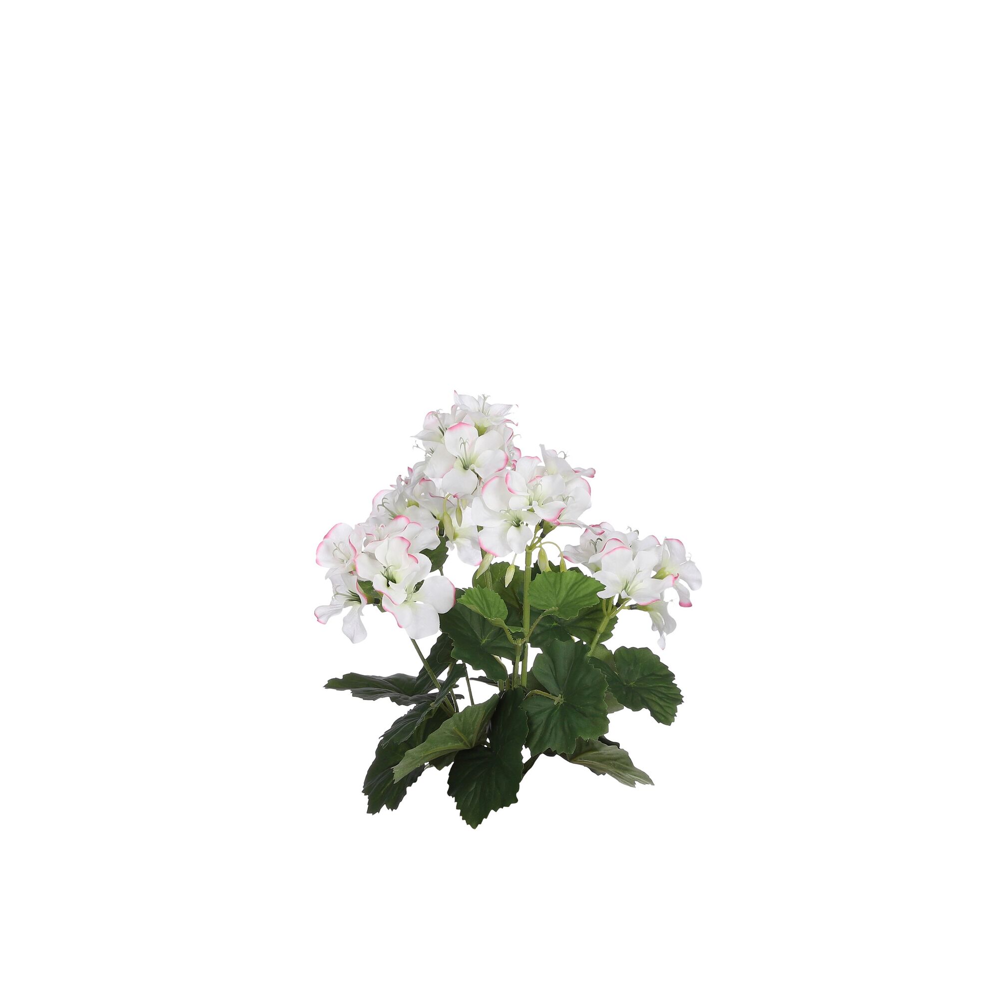 Geranium l.roze
