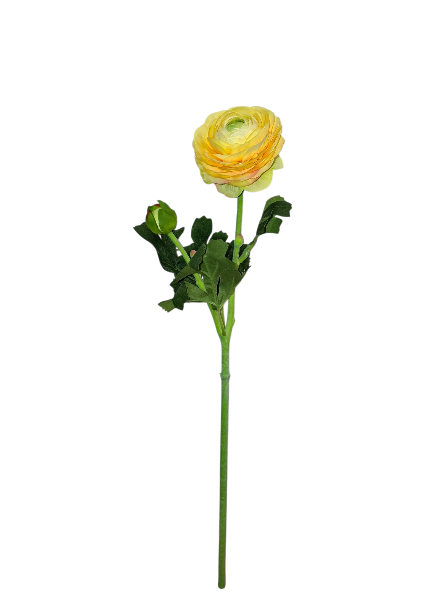 Ranunculus - Yellow