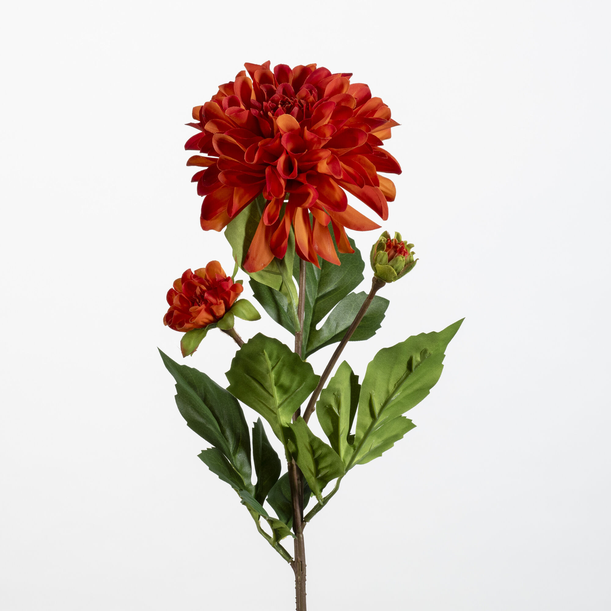 Dahlia Pompon x3 orange