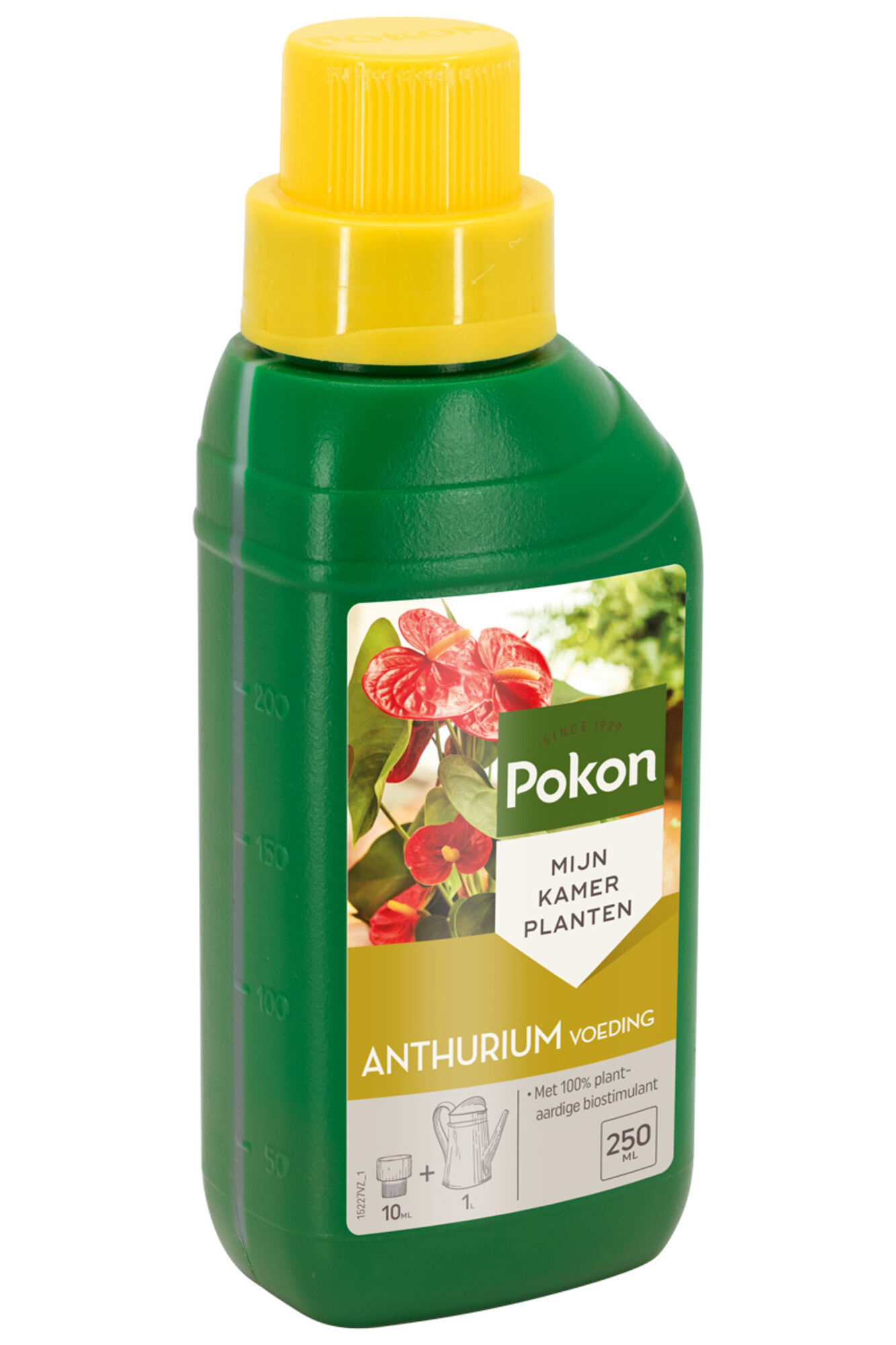 Pokon Anthurium