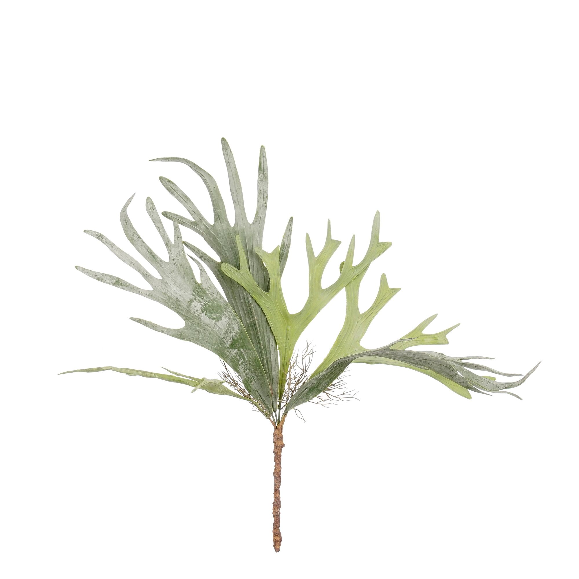 Citronella hangend groen