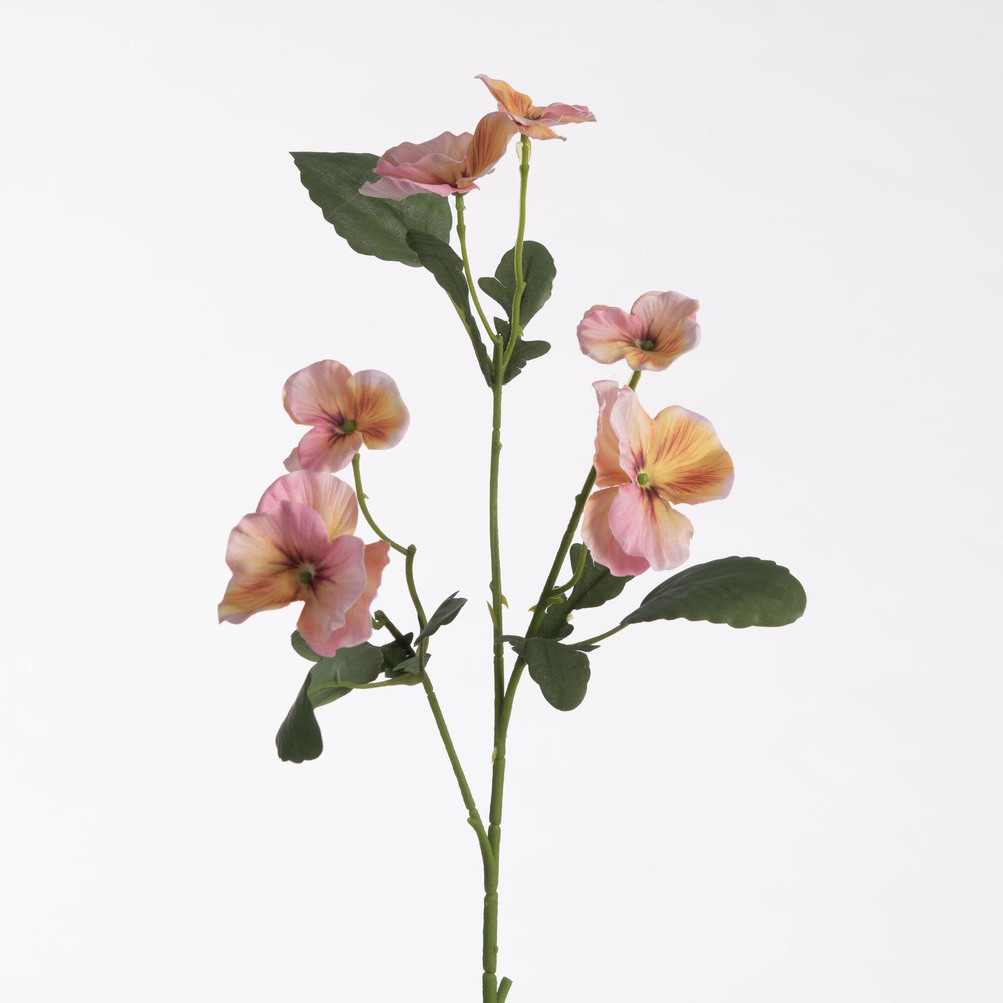 Viola - Pink