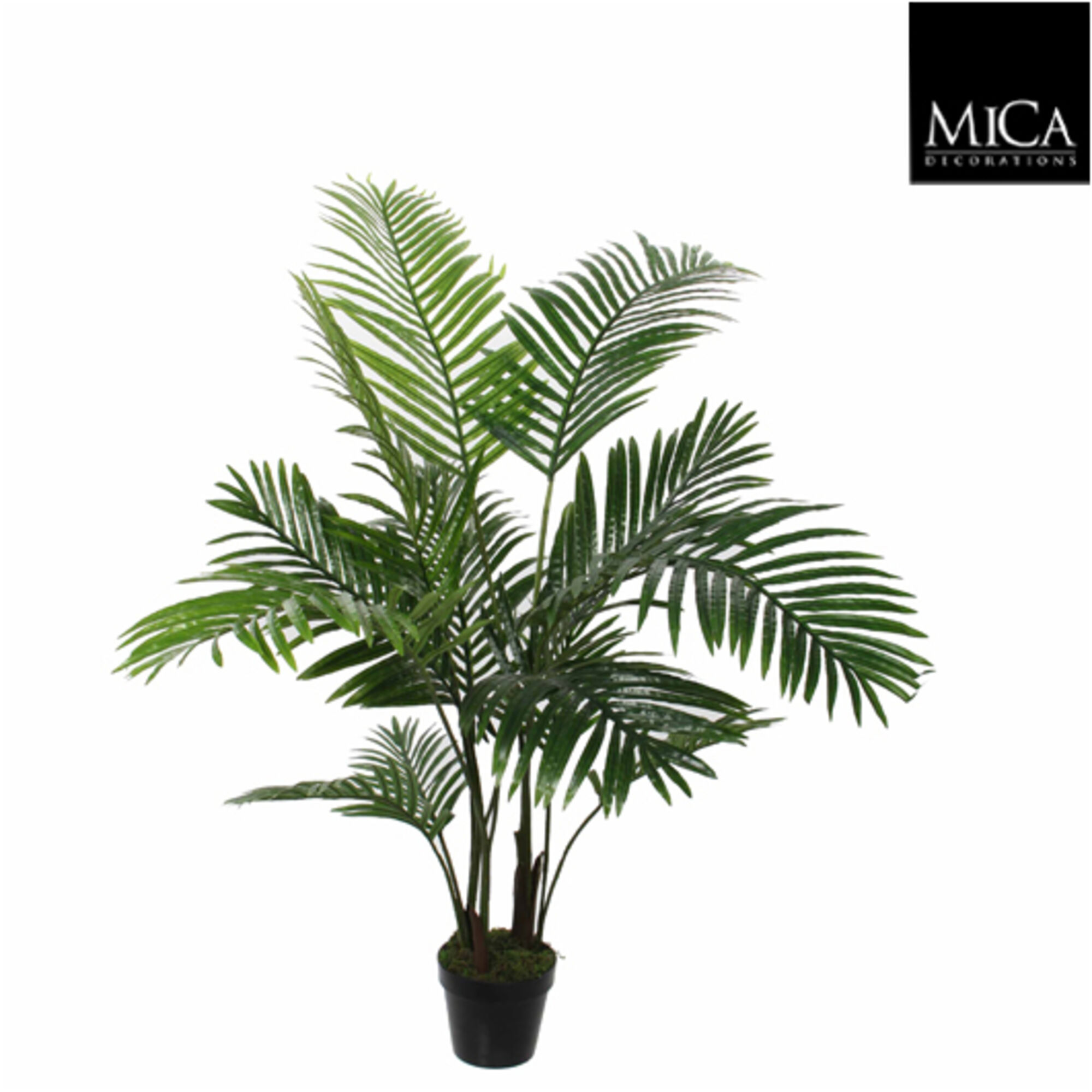 Areca palm in pot groen