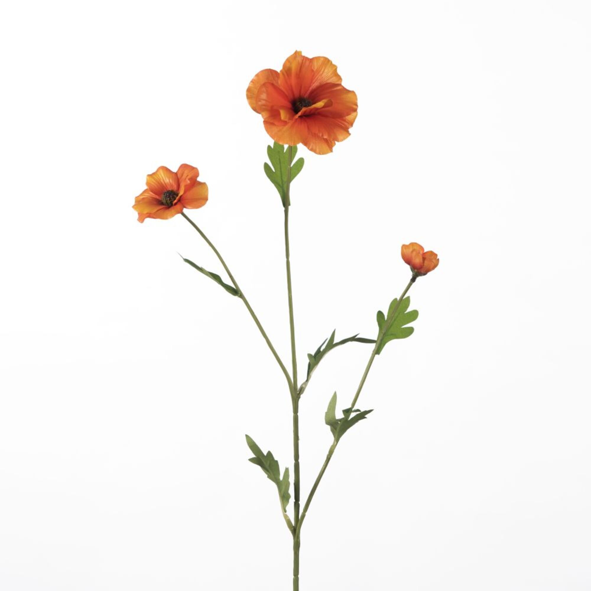 Ranunculus Butterfly - Orange