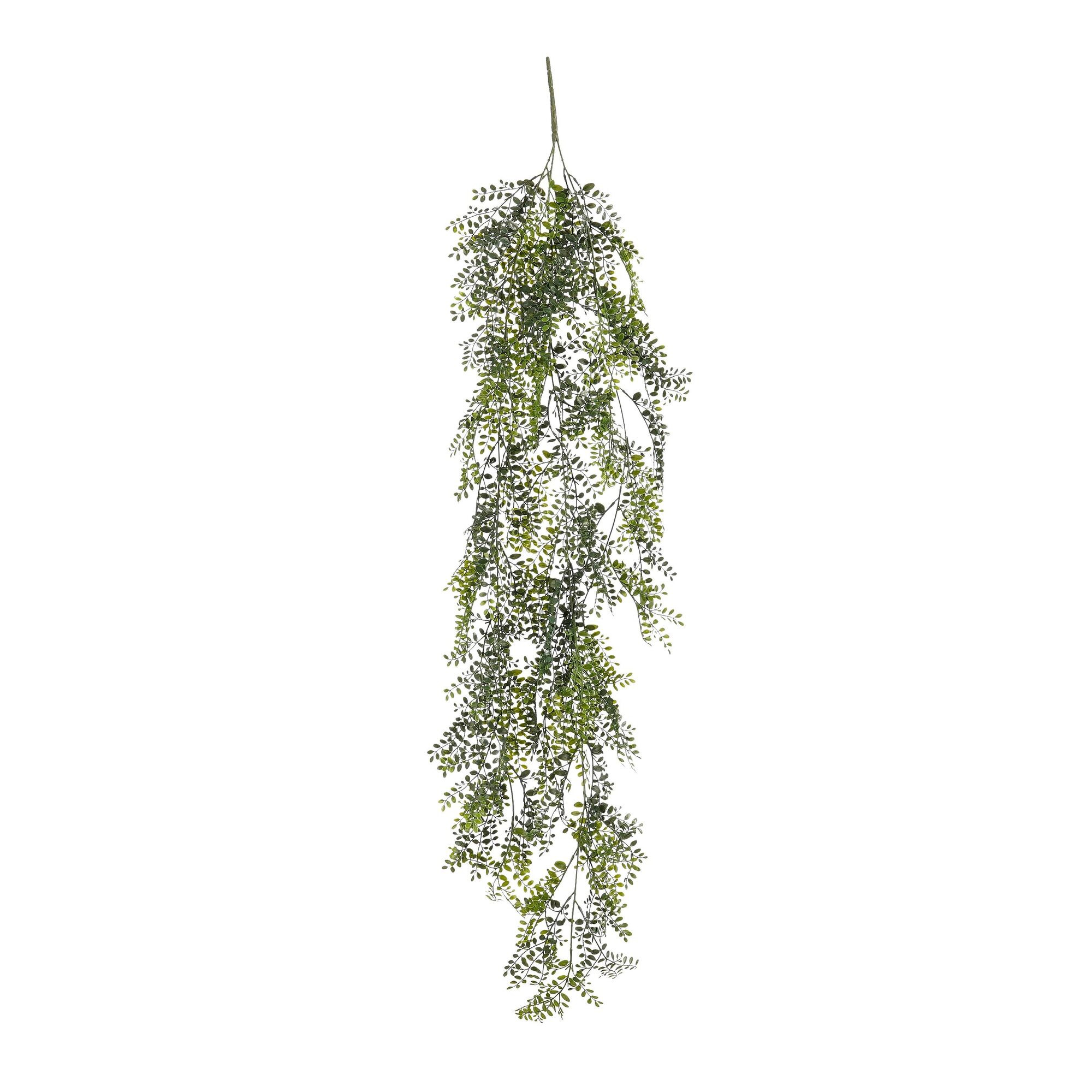 Buxus hangend groen