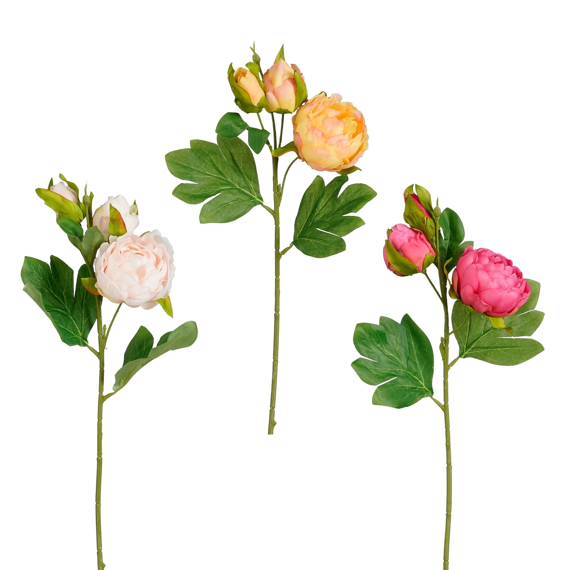 Pioen fuchsia wit geel 3 assorti