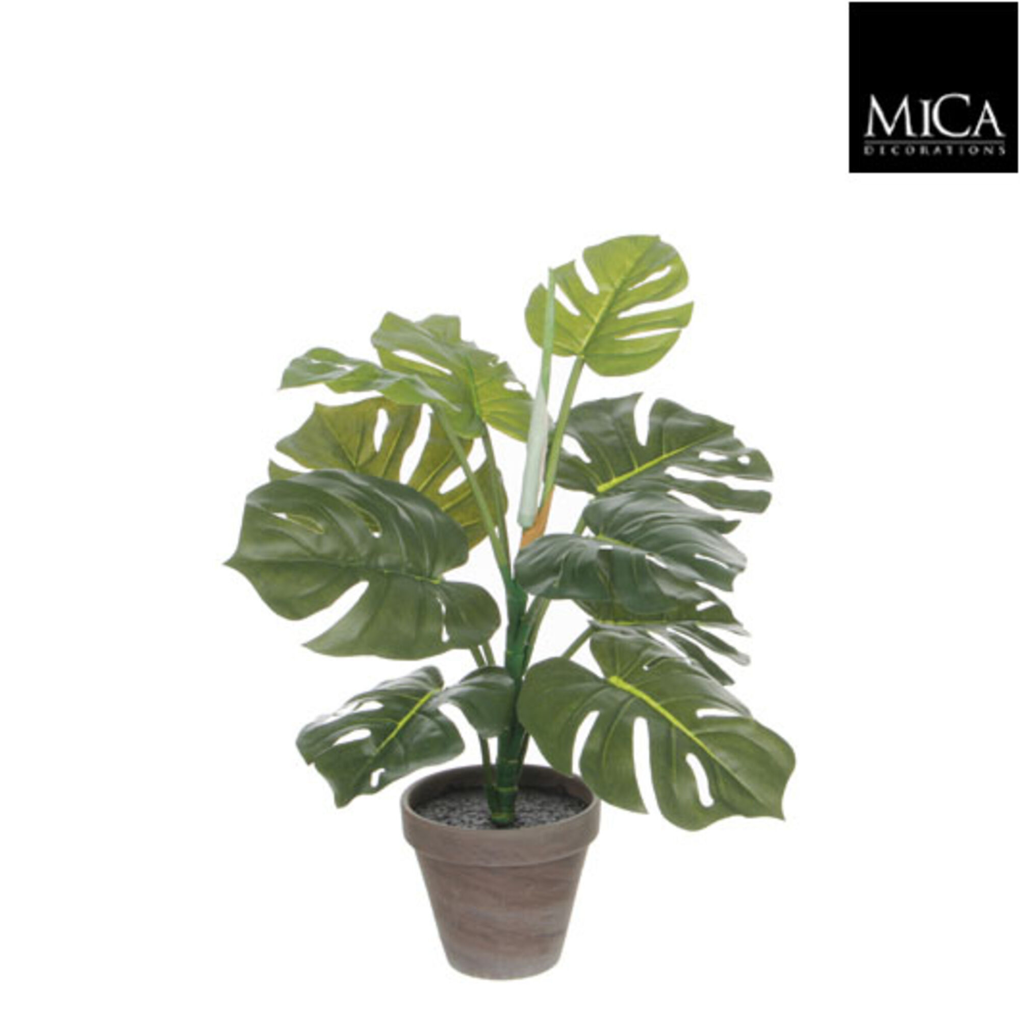 Monstera groen in pot Stan grijs d13,5cm