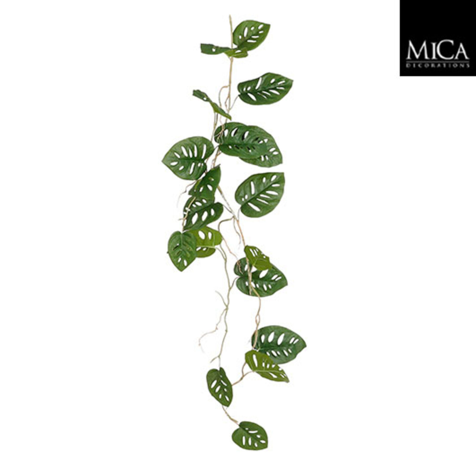 Monstera hangend groen