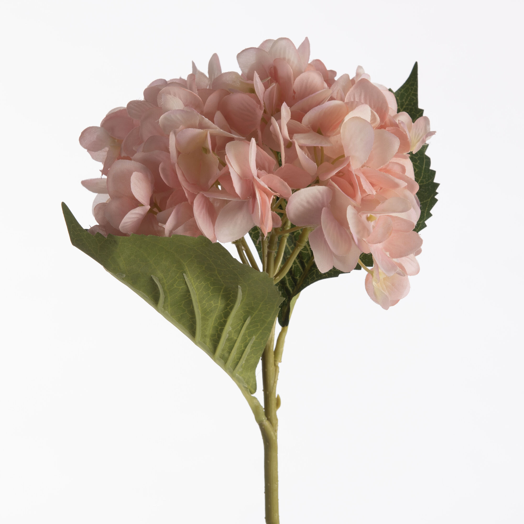 Hydrangea - Pink