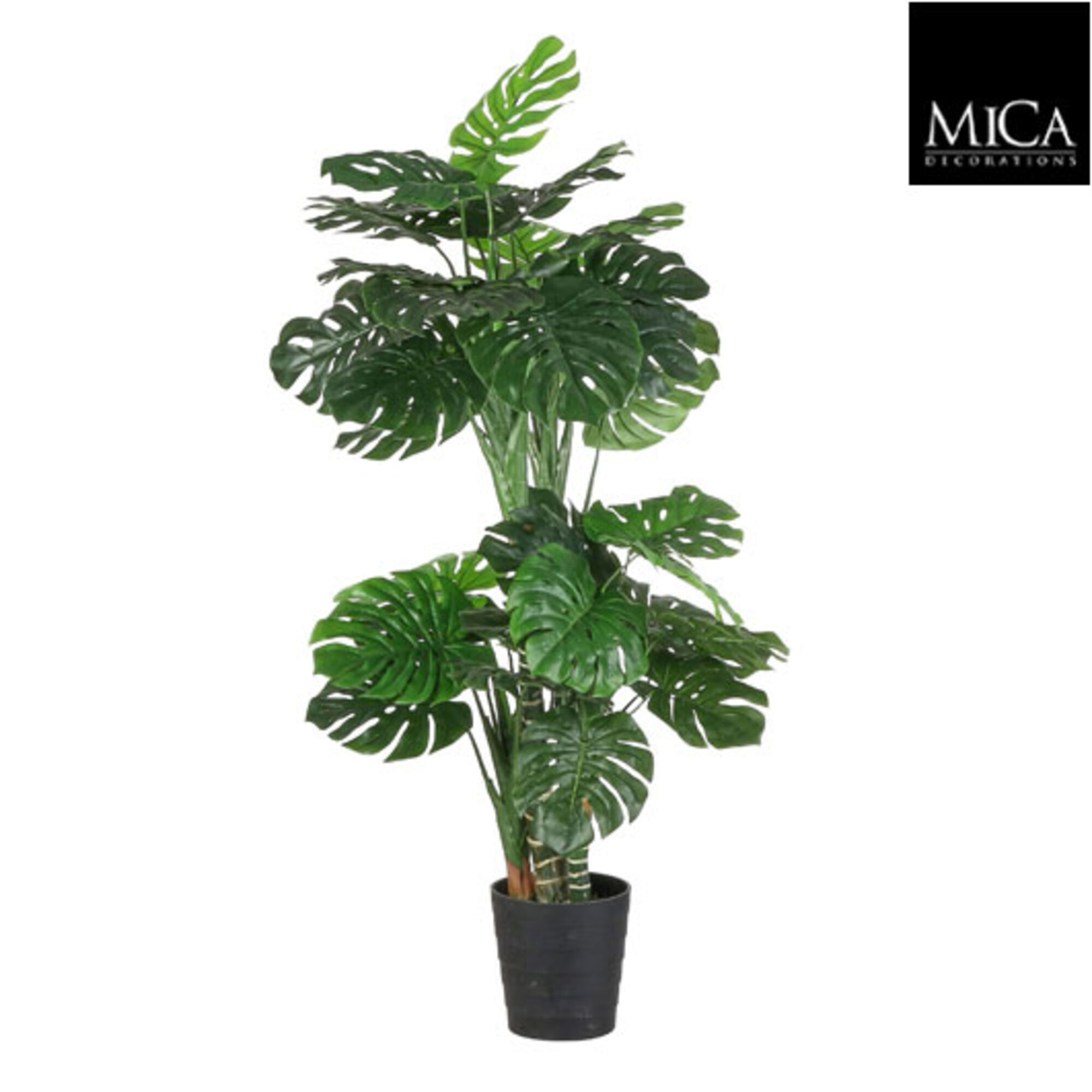 Monstera in plastic pot groen