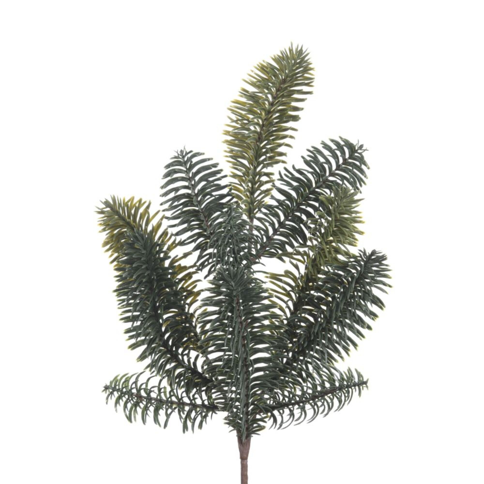 Nobilis  green