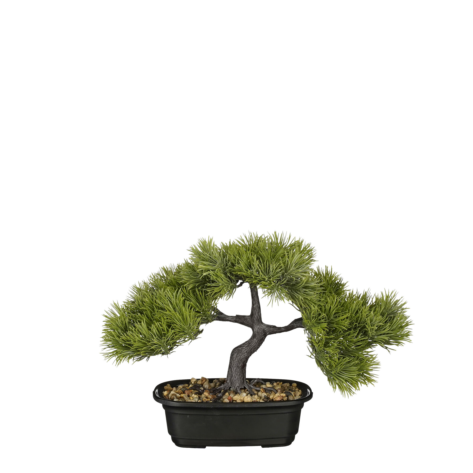 Bonsai in pot groen