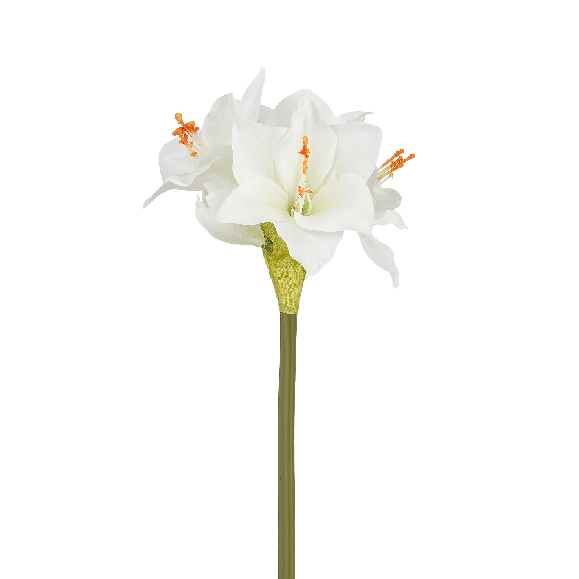 Amaryllis wit