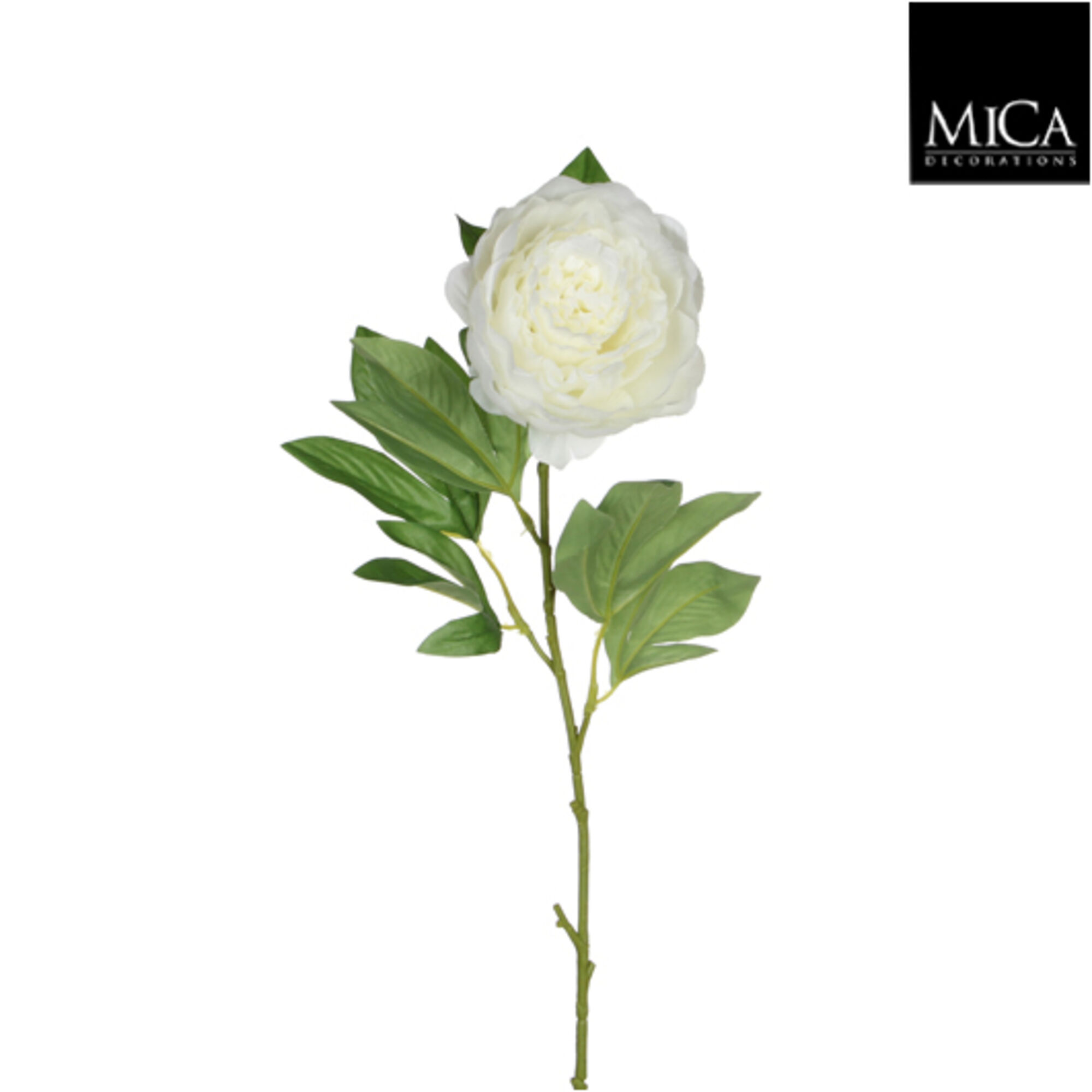 Peony creme