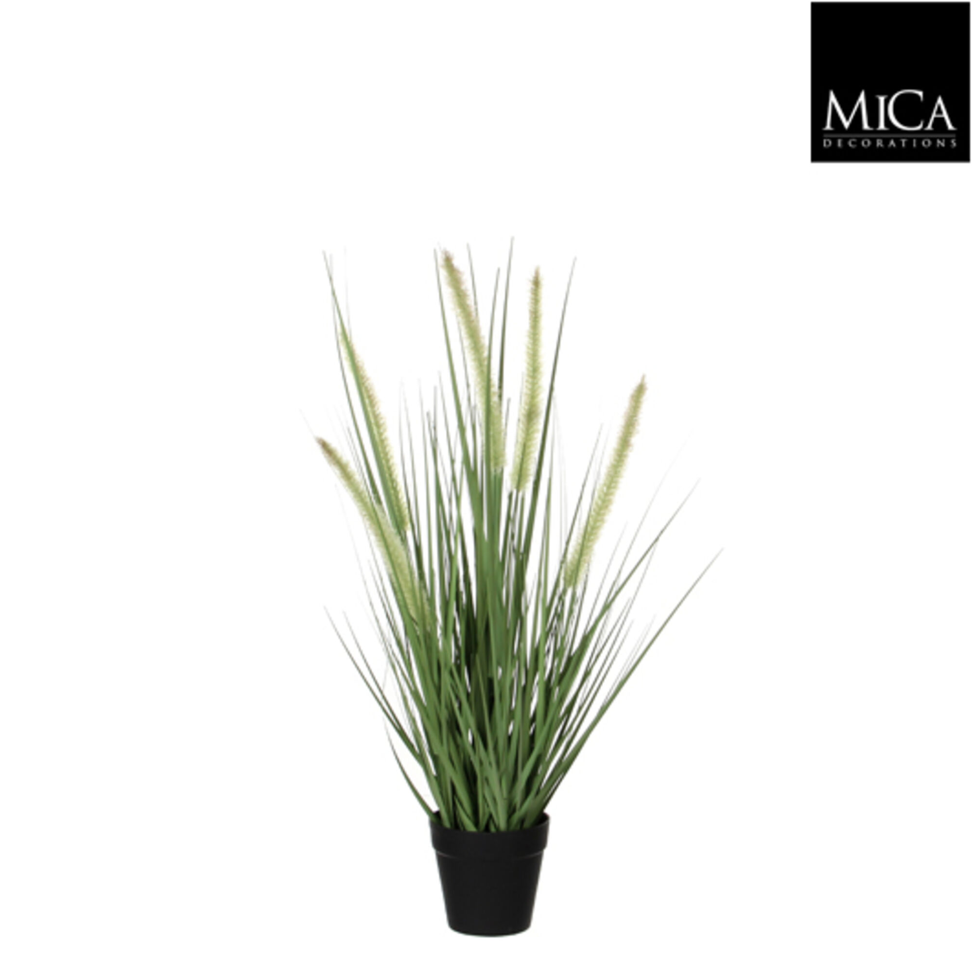 Dogtail gras groen in pot d10cm