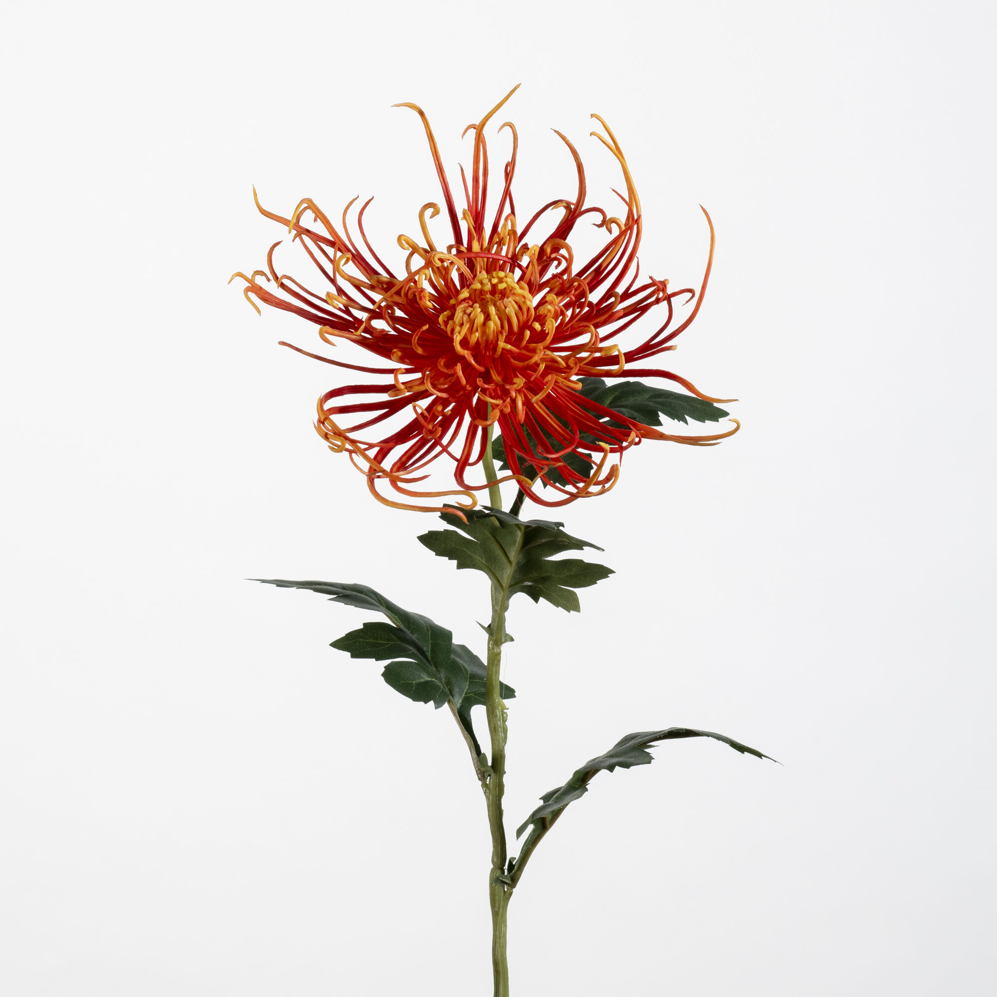 Chrysanthemum spider orange