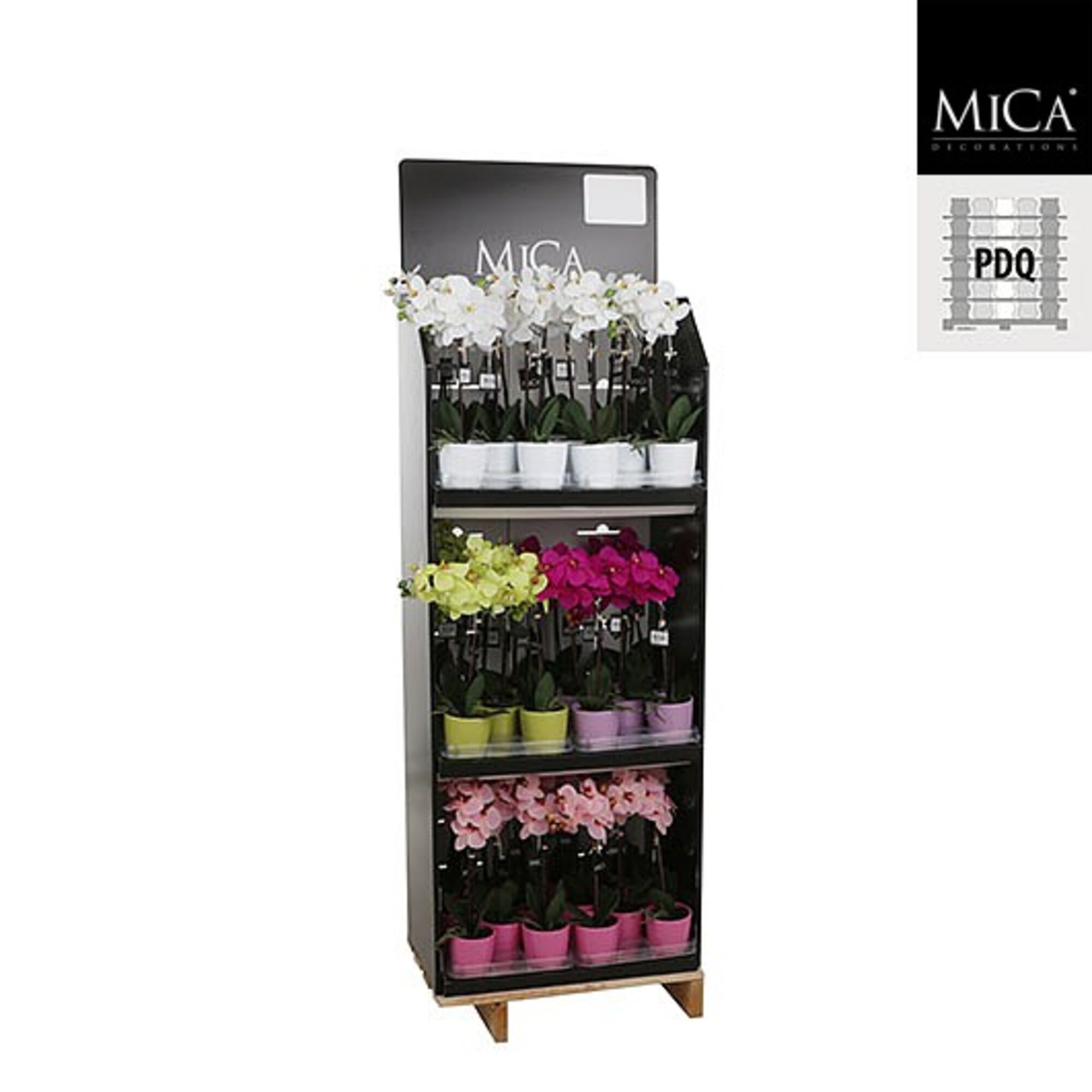 Phalaenopsis in pot Tusca wit groen paars roze 4 assorti pdq 48 stuks