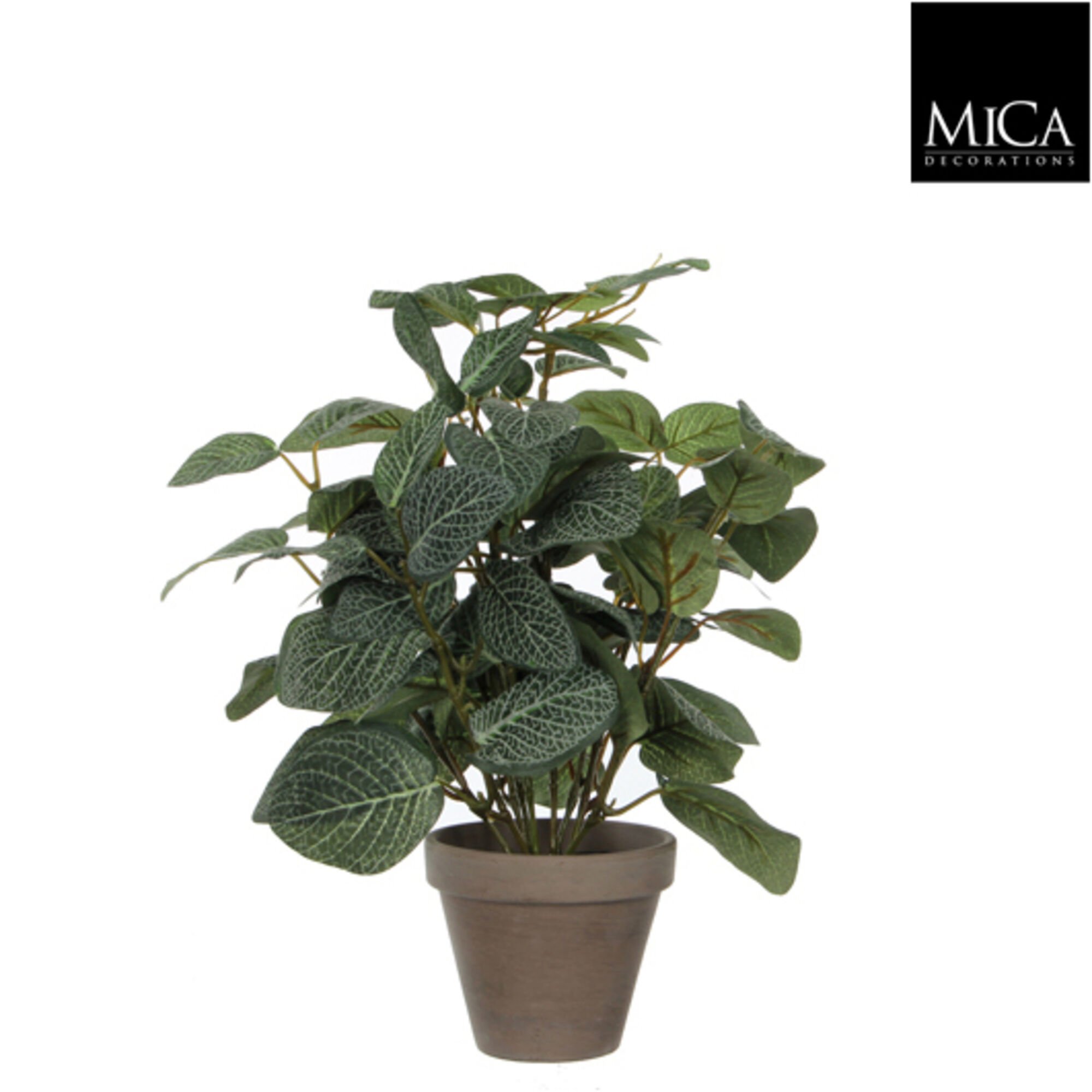 Pilea groen in pot Stan grijs d11,5cm