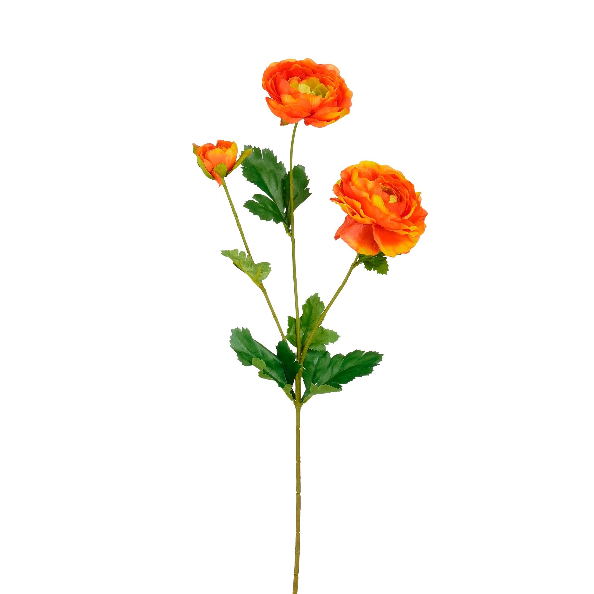 Ranunculus oranje