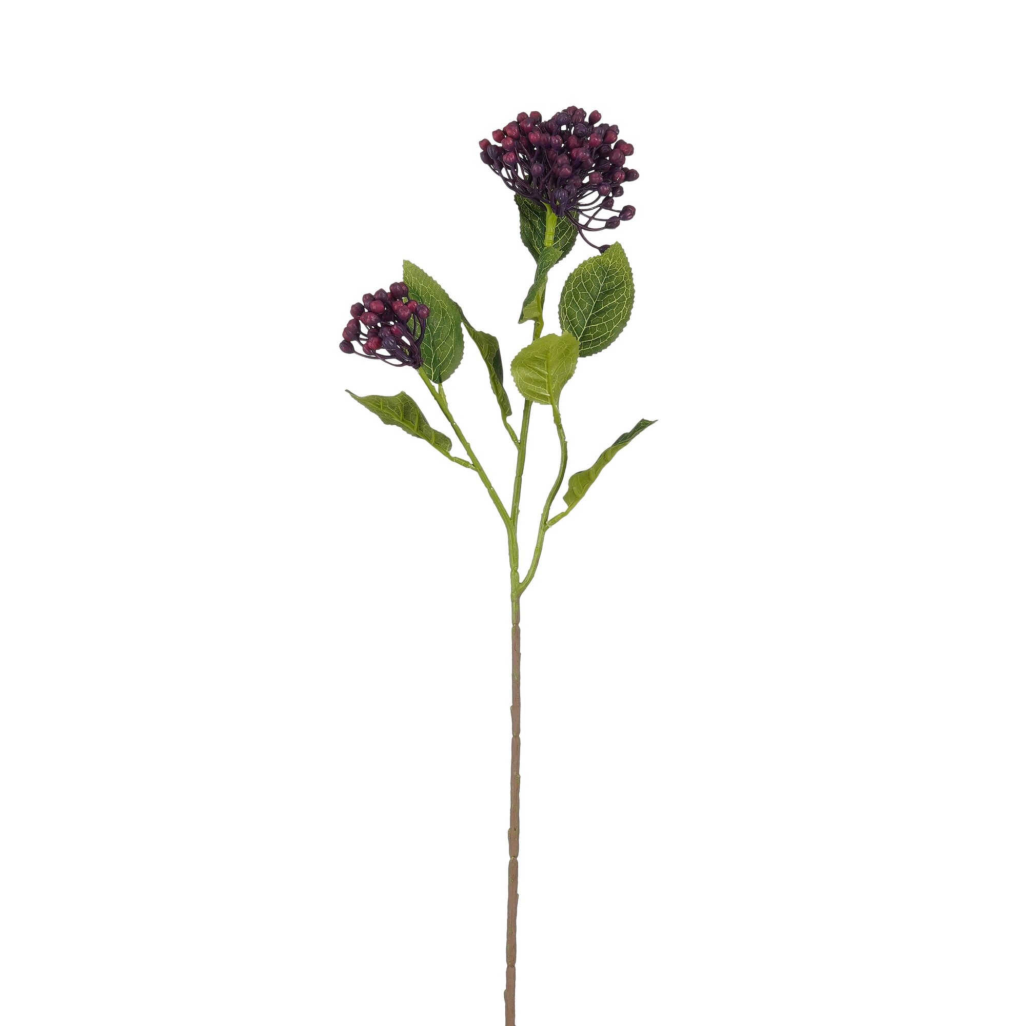 Hortensia d.paars