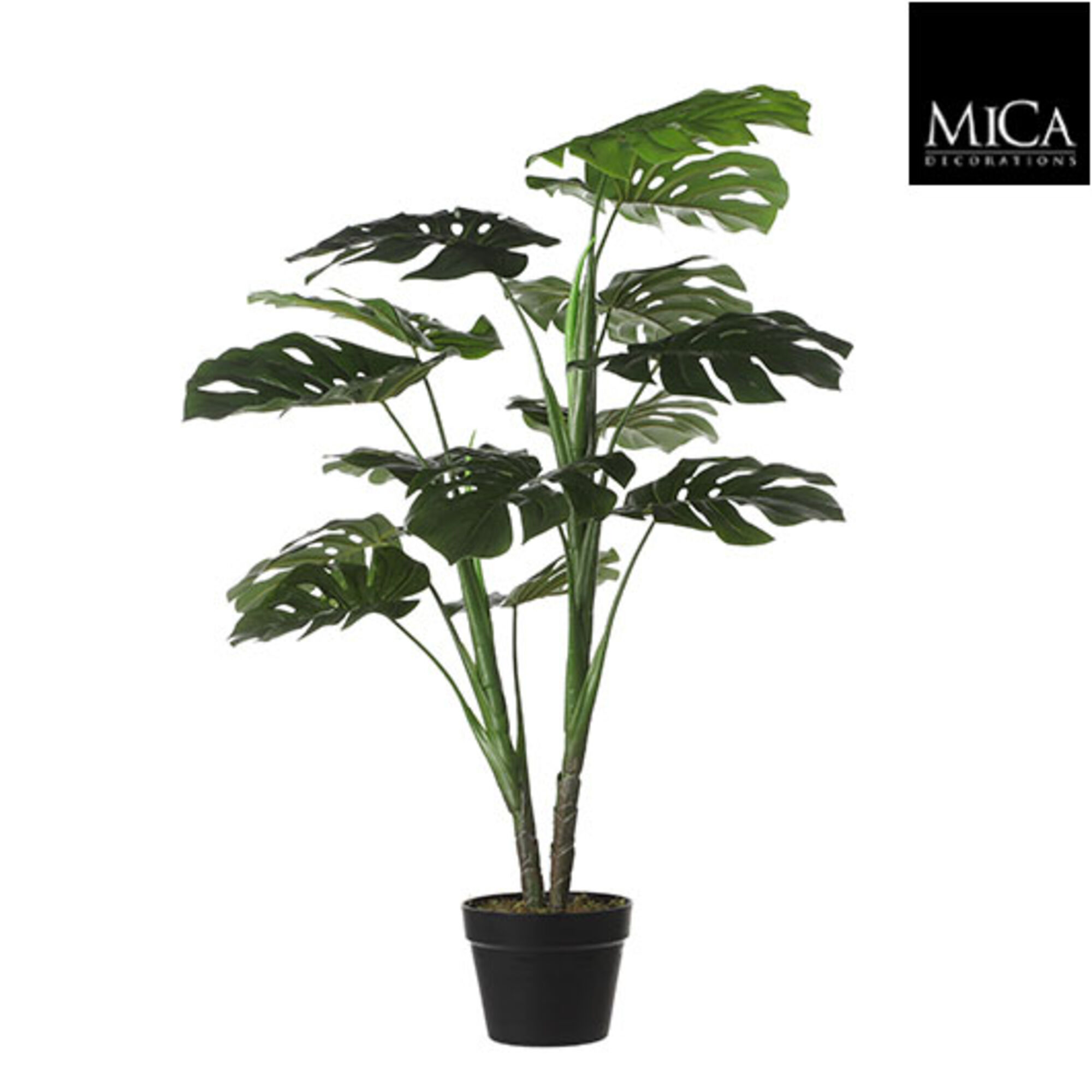 Monstera in pot groen