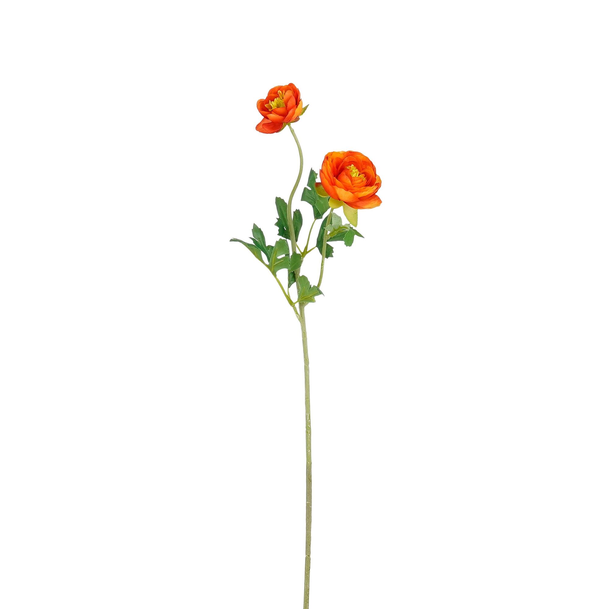 Ranunculus oranje