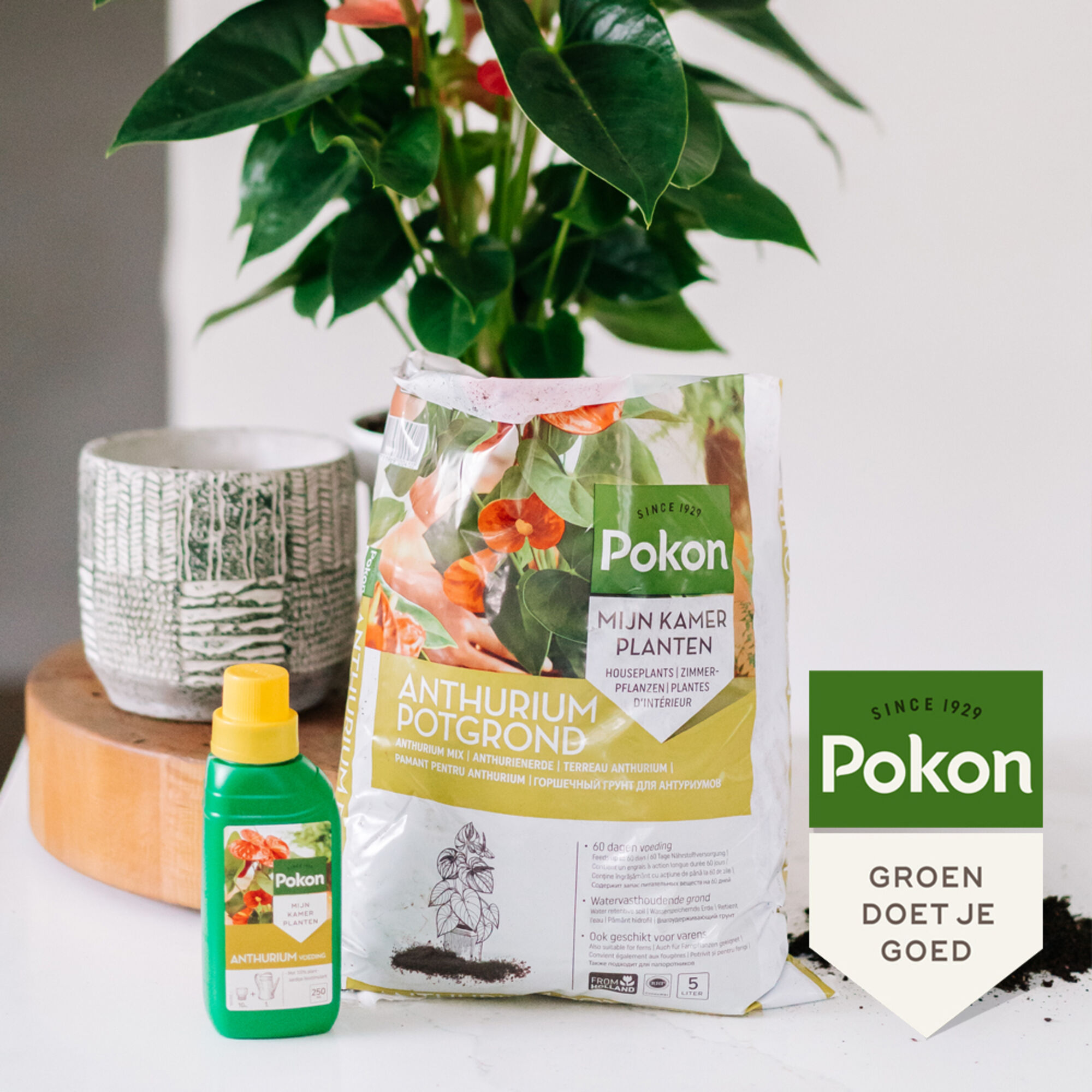 Pokon Anthurium