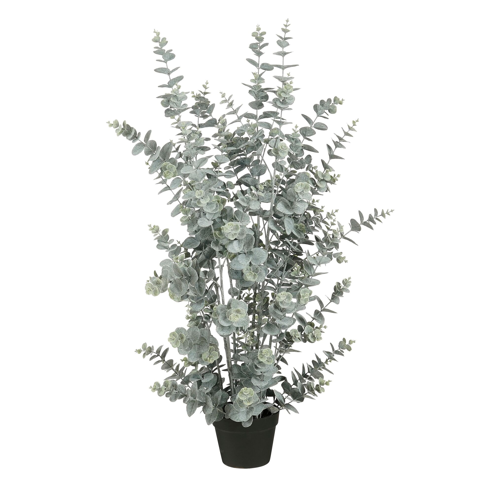 Eucalyptus in pot groen