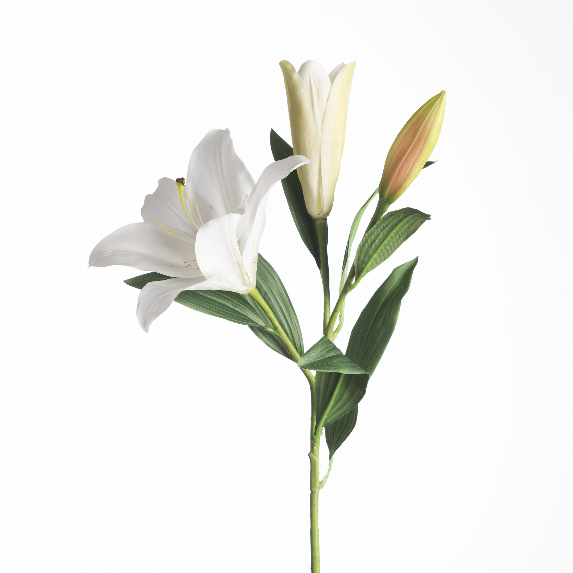 Lilium Spray x3 - White