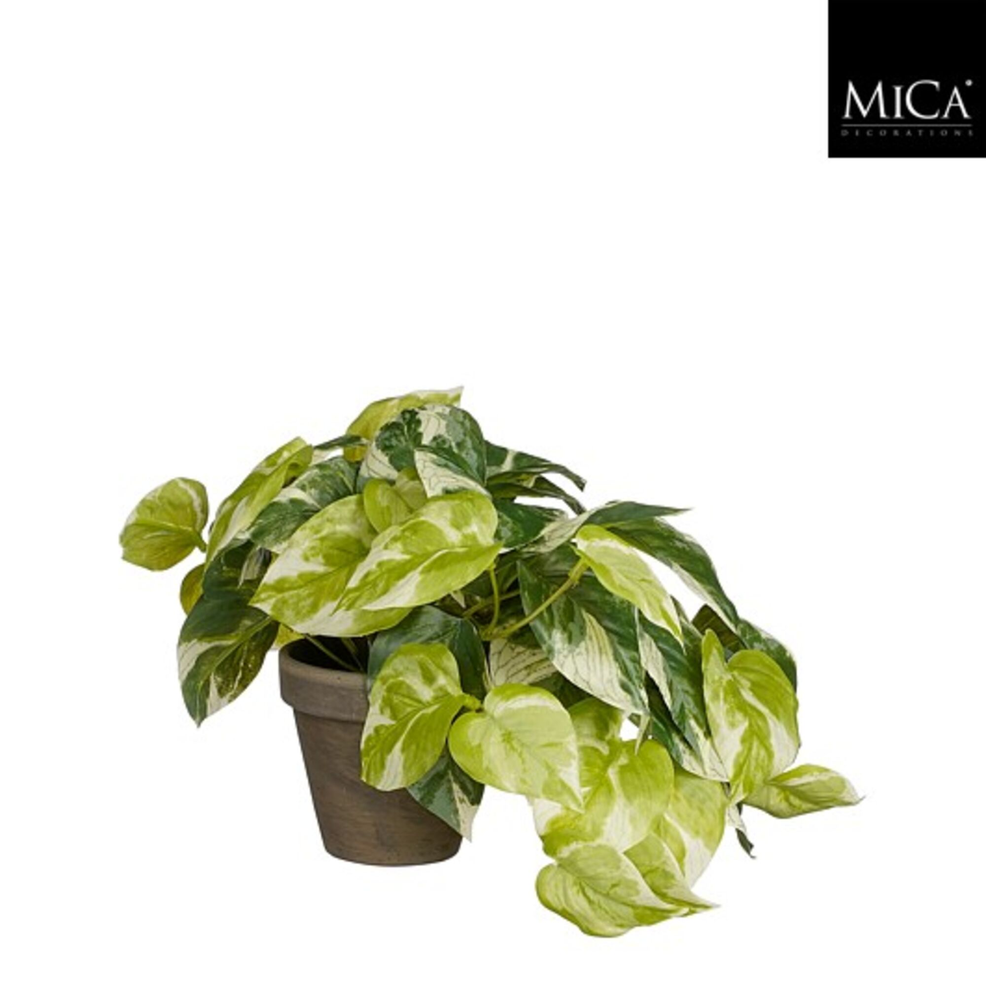 Pothos groen in pot Stan grijs d9cm