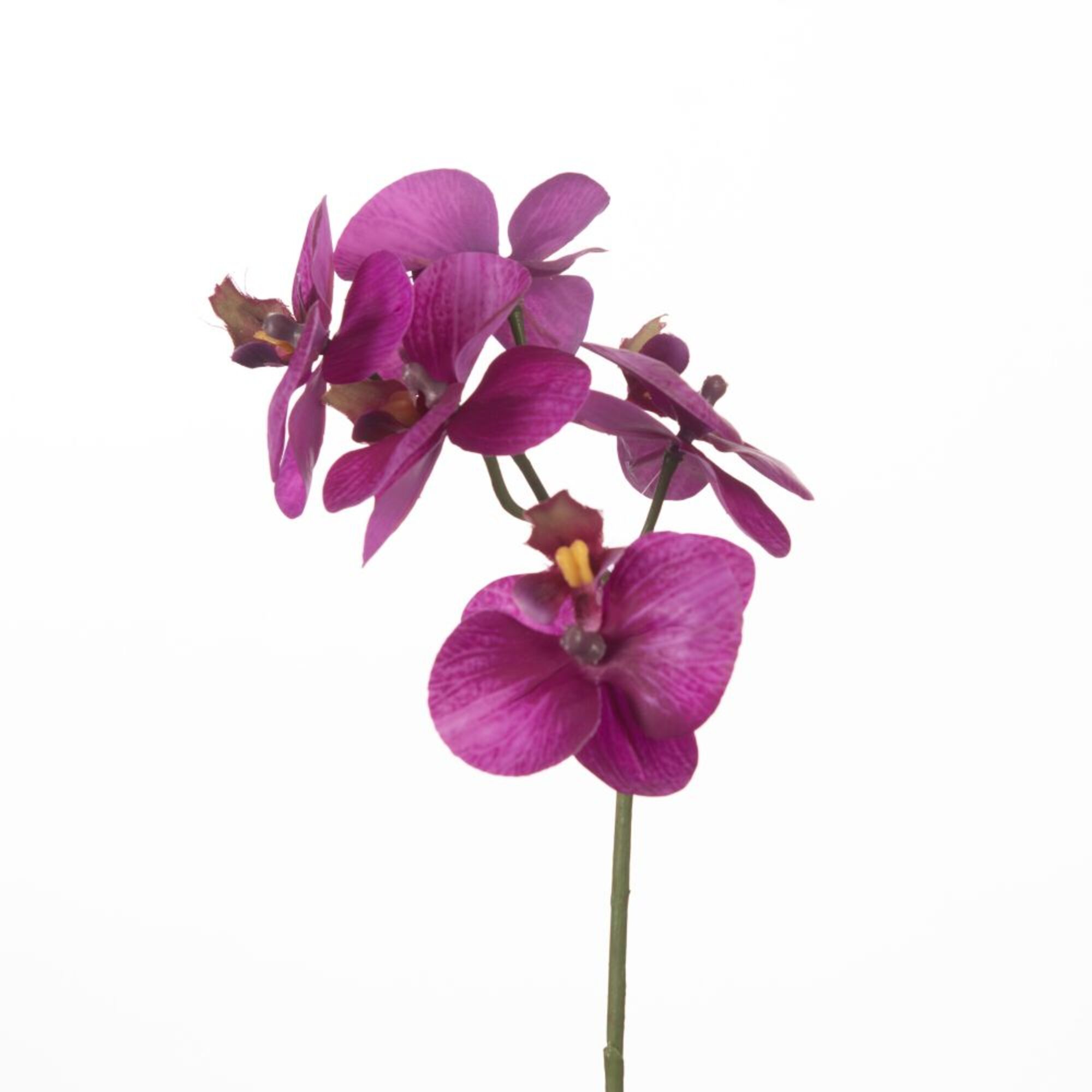 Orchid x5 - Purple