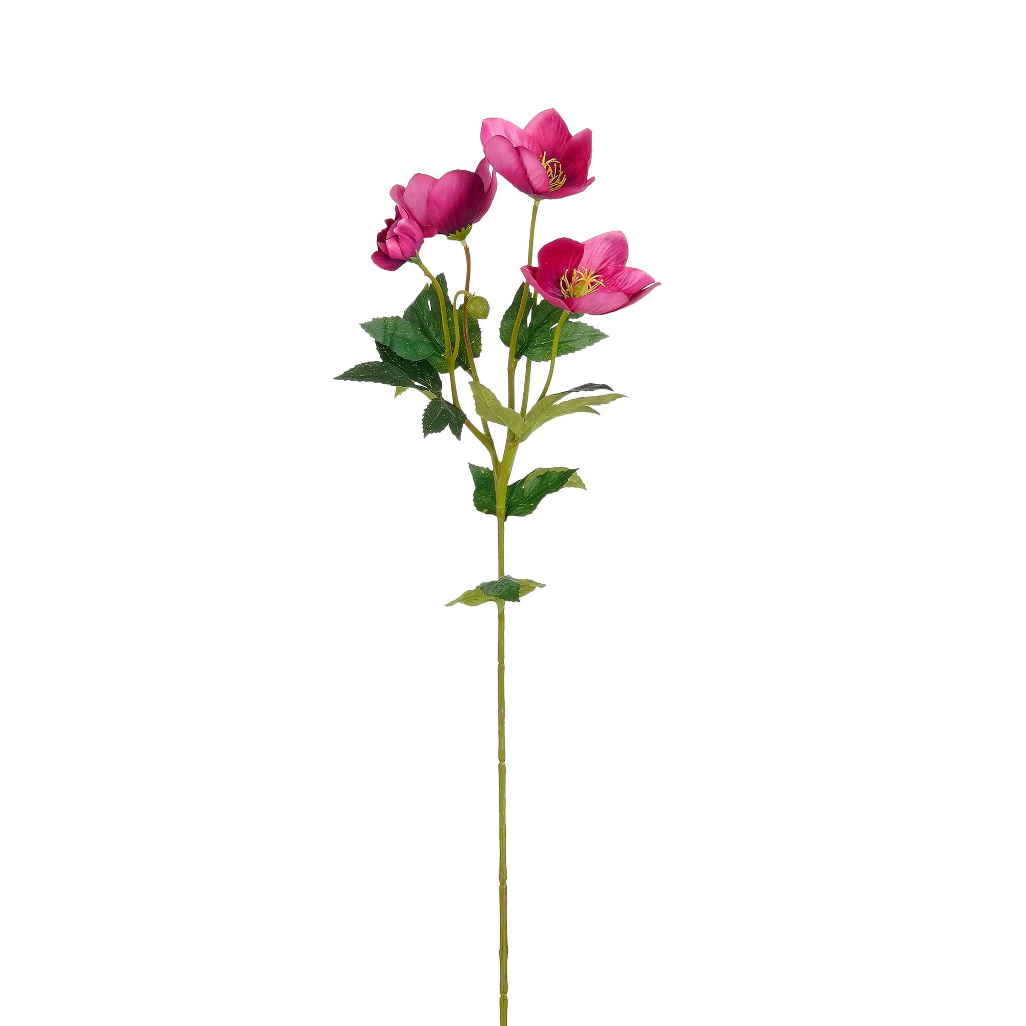 Helleborus fuchsia
