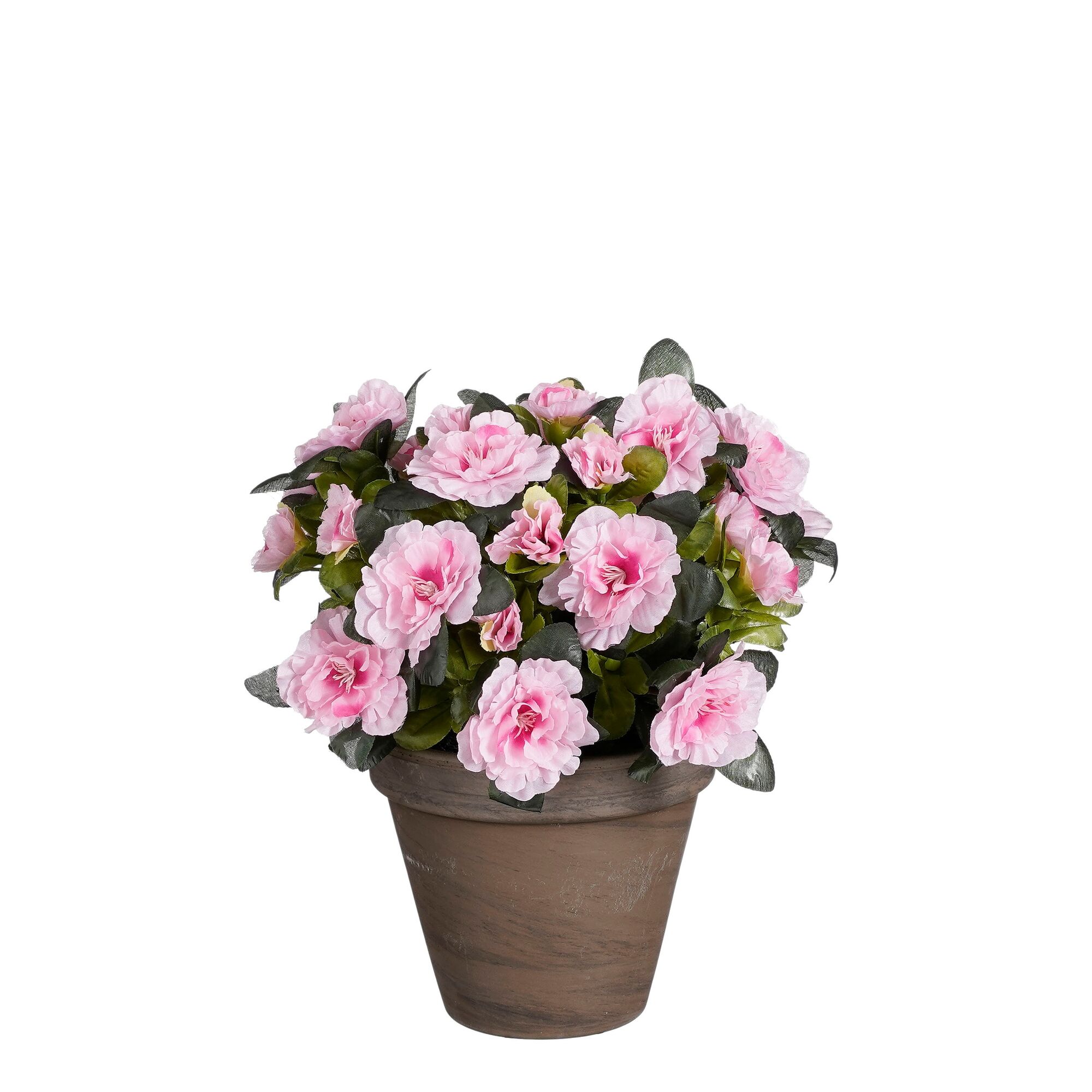 Azalea roze in pot Stan grijs d13,5cm