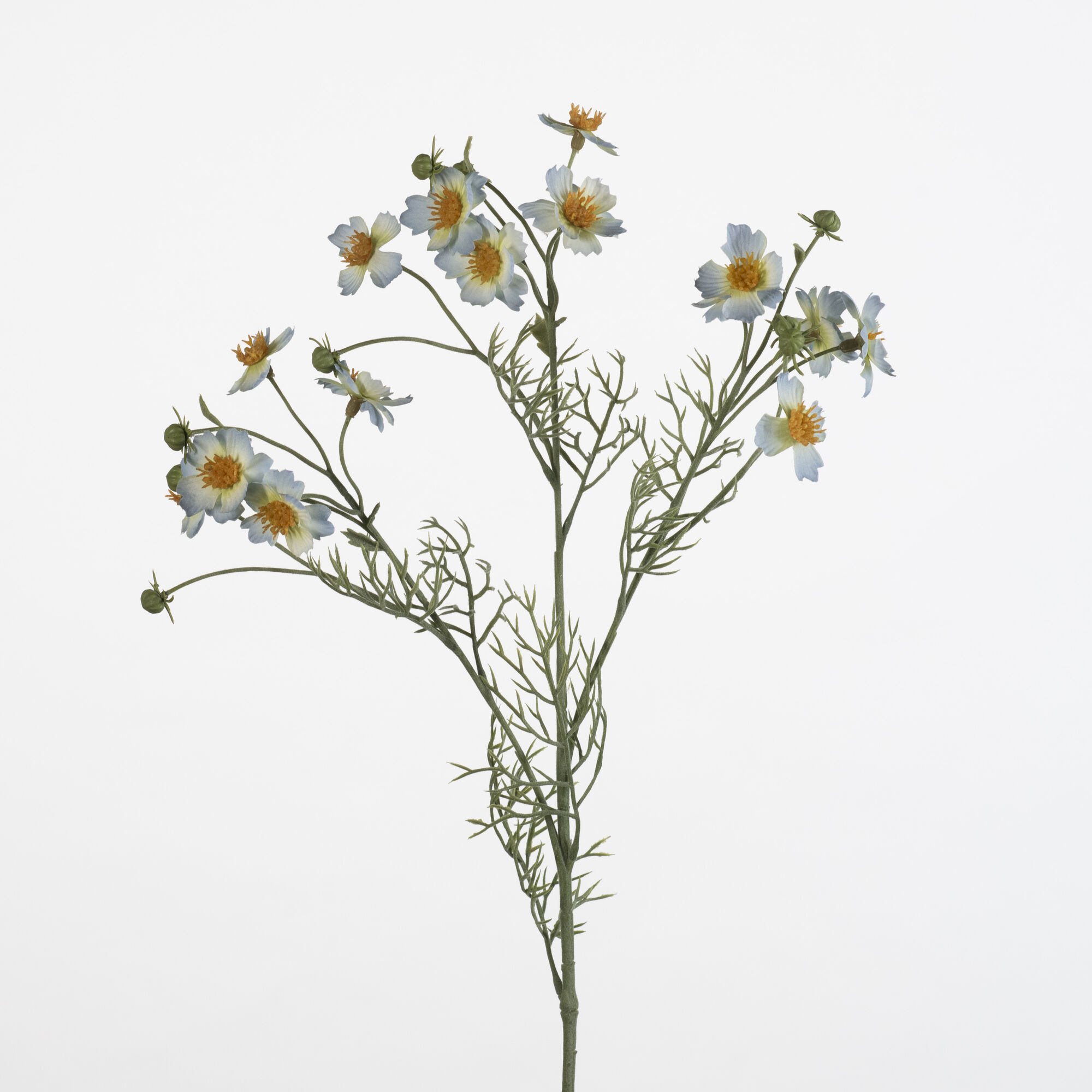 Cosmos Caudatus - L.blue