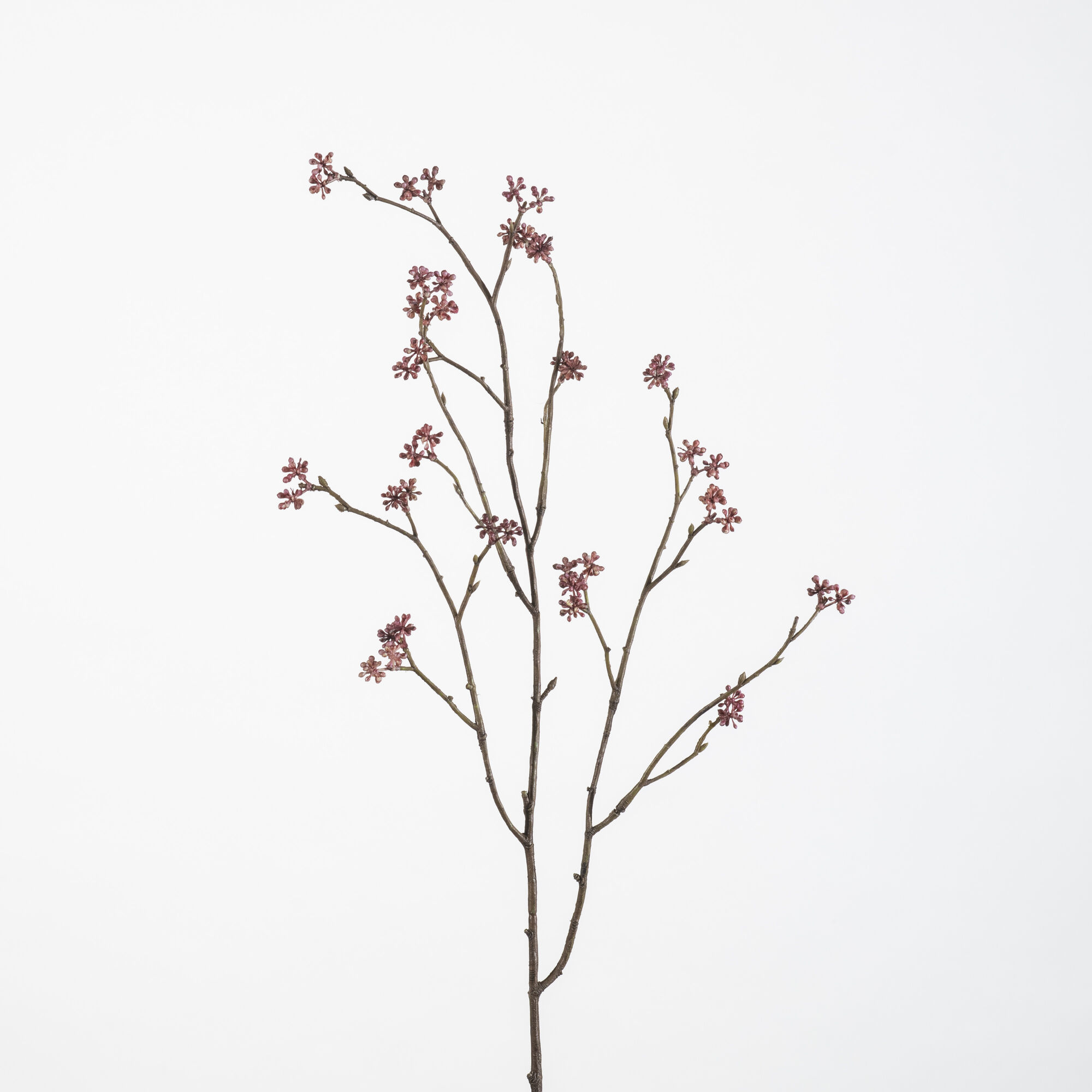 Kerria Pleniflora D.pink
