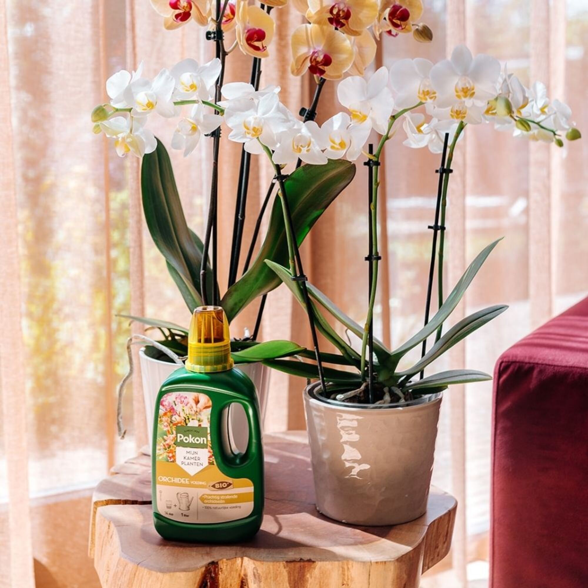 Pokon Bio Orchidee Voeding