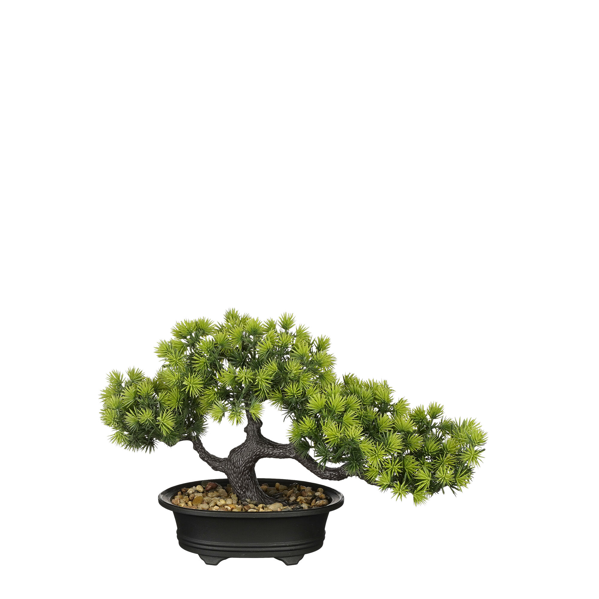 Bonsai in pot groen