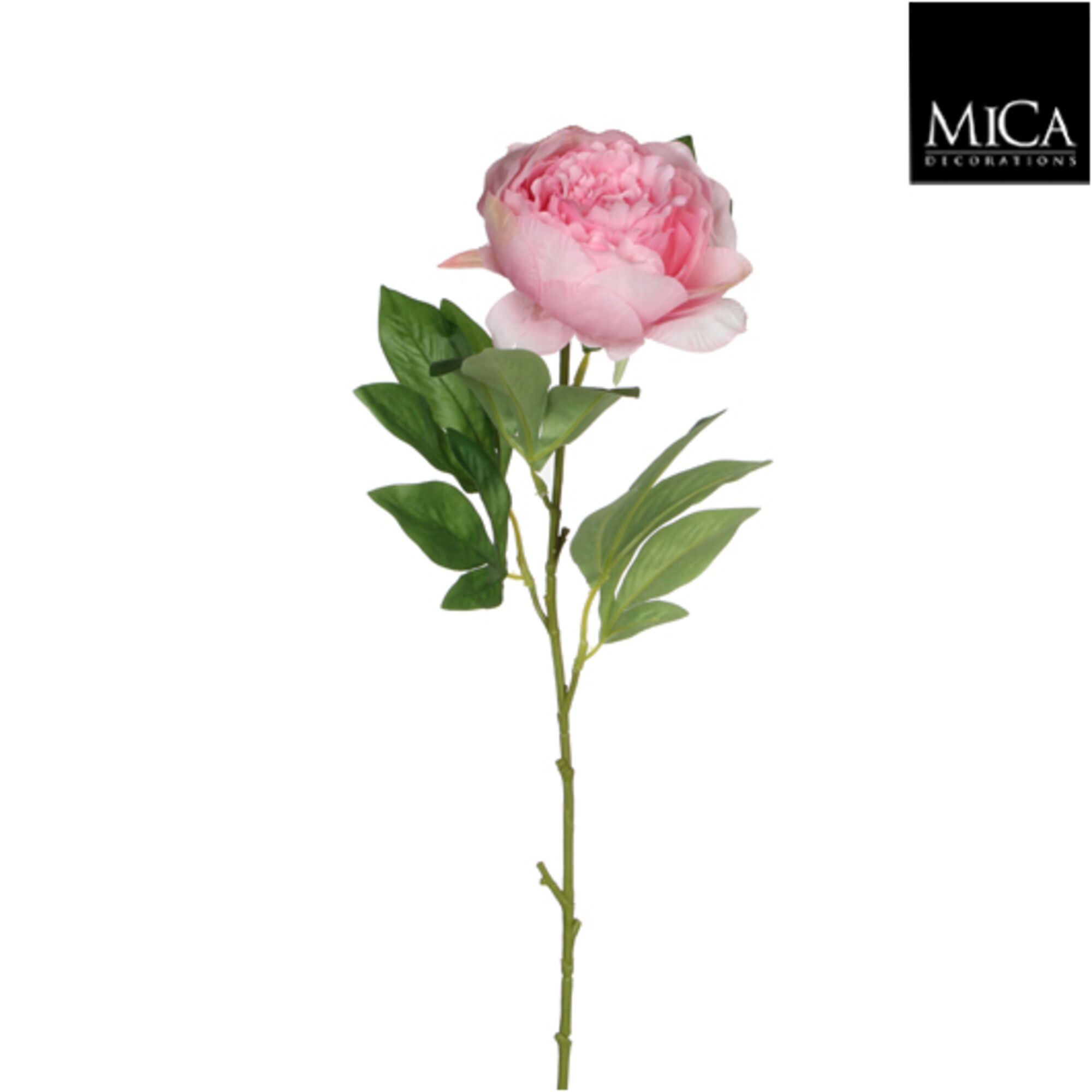 Peony roze