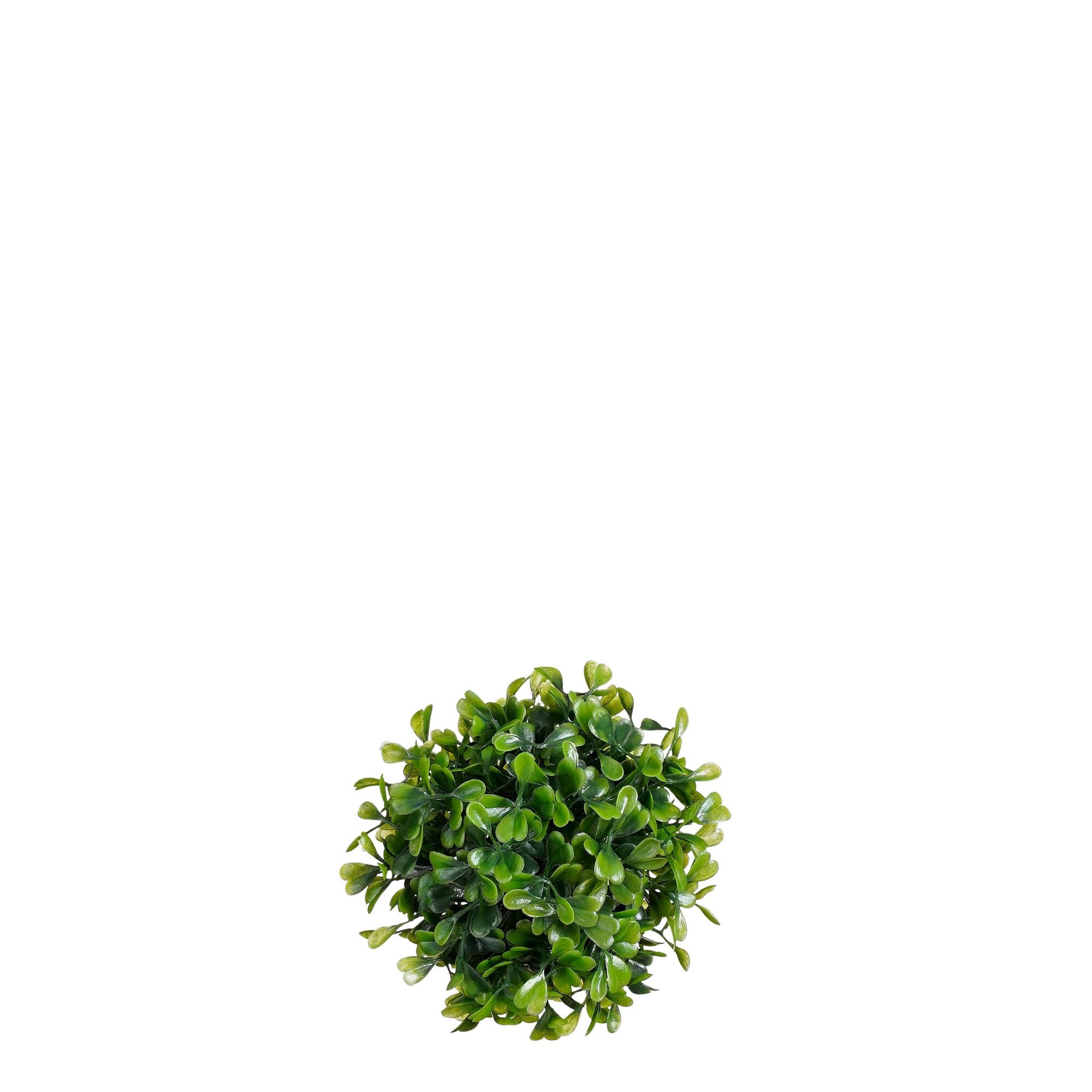 Buxus bol groen