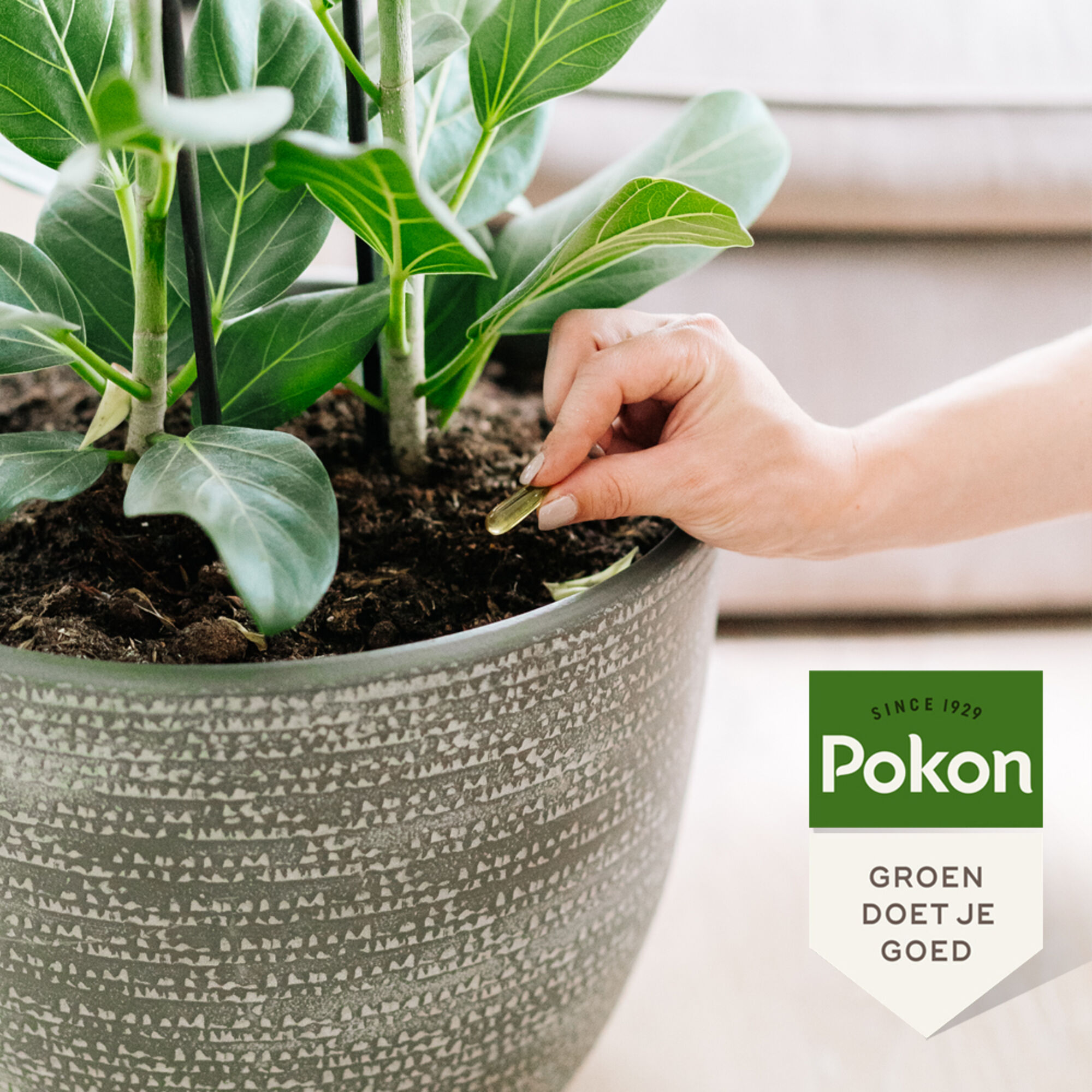 Pokon Bio Kuur voor Weerbare en Gezonde Planten Capsules