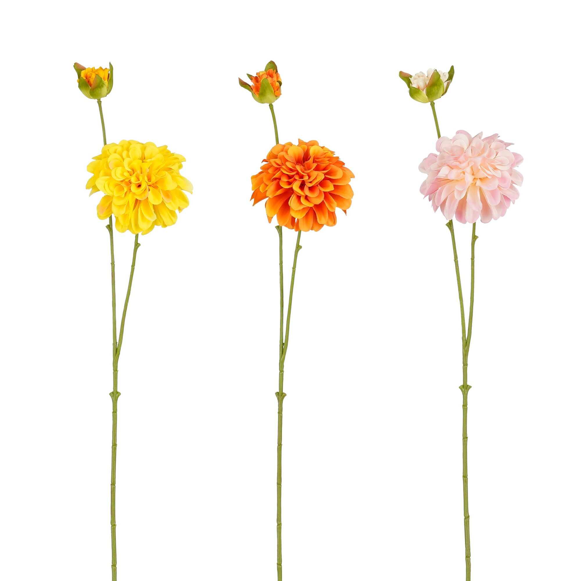 Dahlia geel oranje 3 assorti Leafless