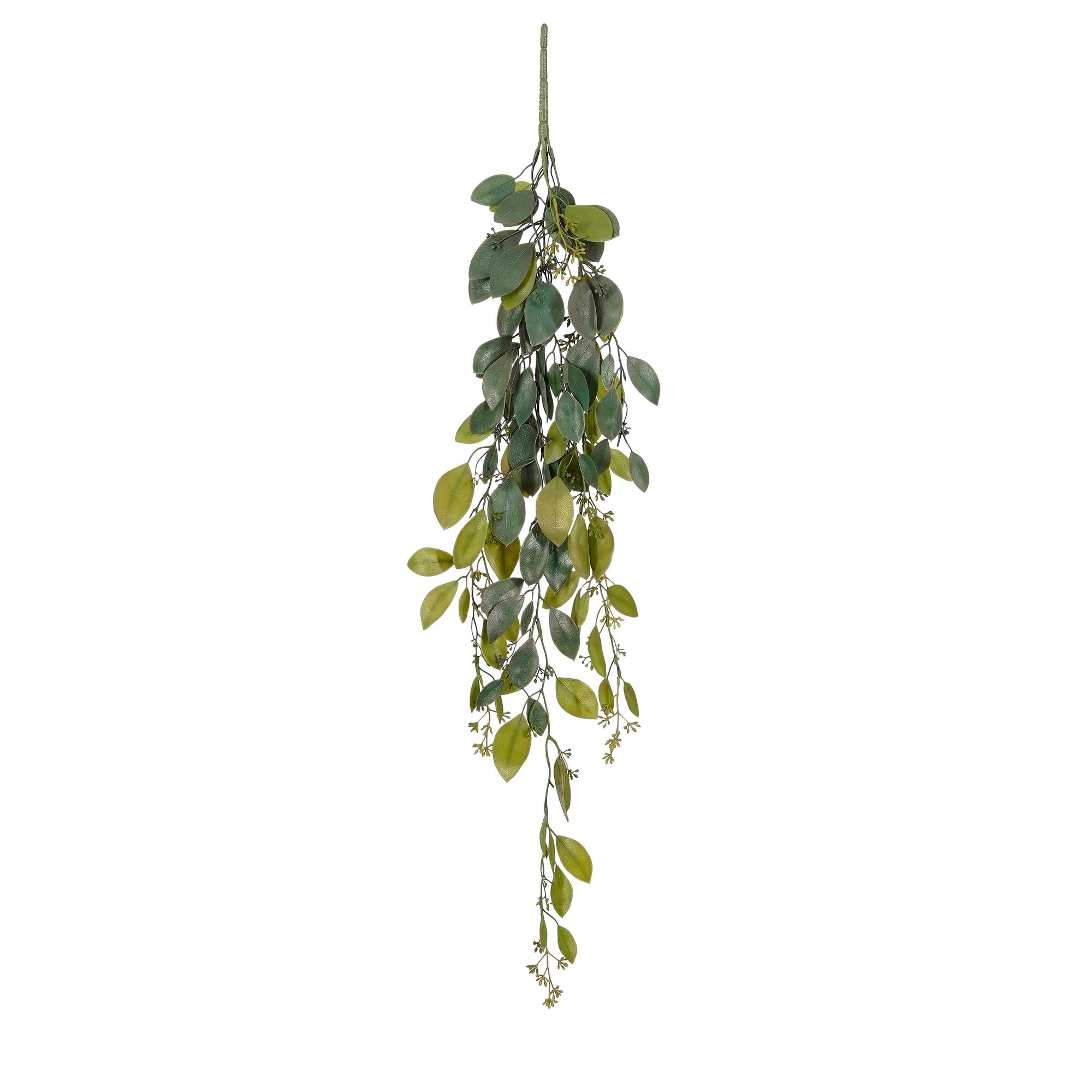 Senecio cineraria hangend groen
