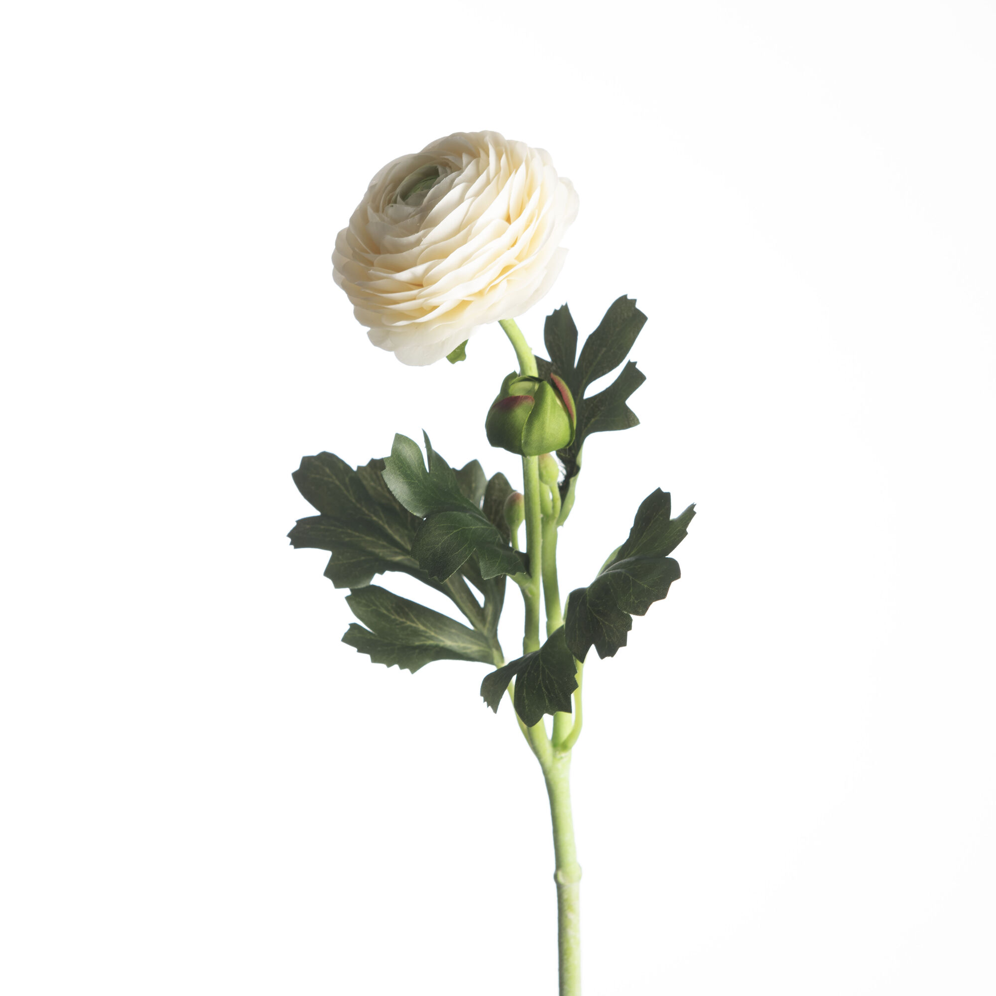Ranunculus - White