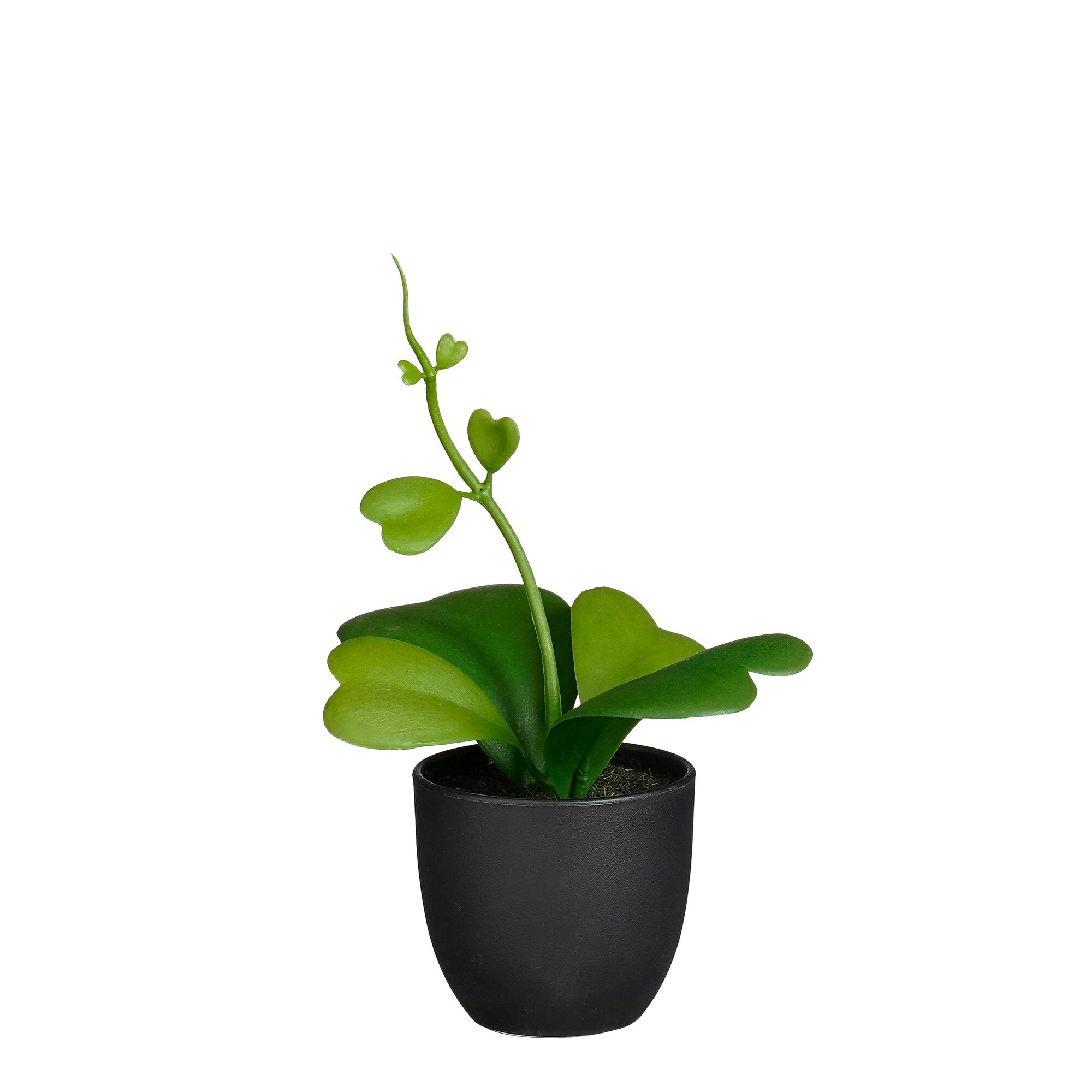 Hoya in pot groen